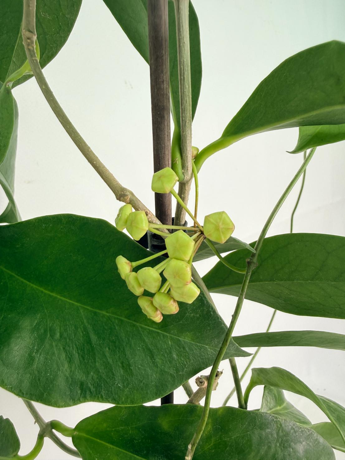 Hoya Subcalva 04
