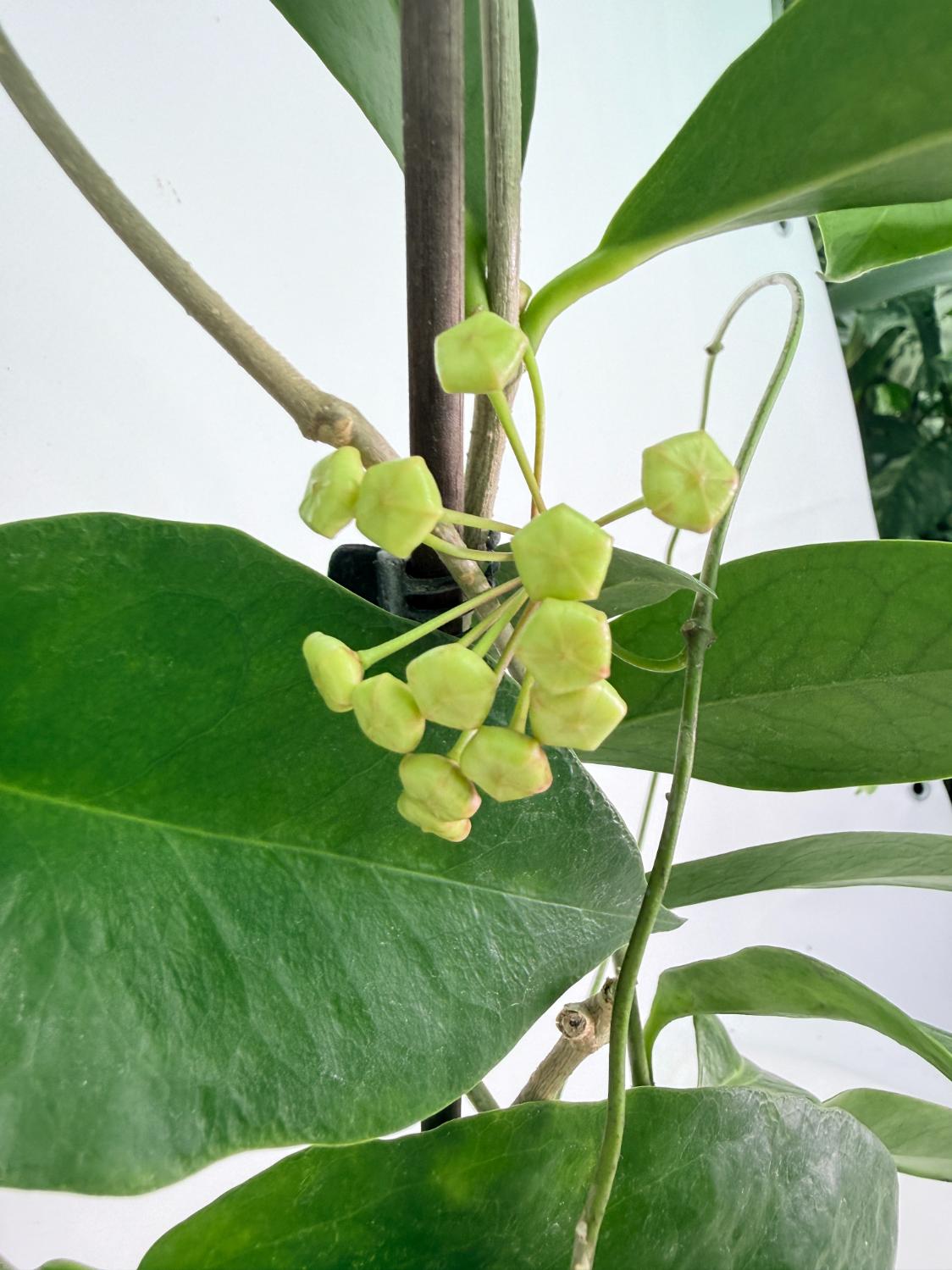 Hoya Subcalva 05
