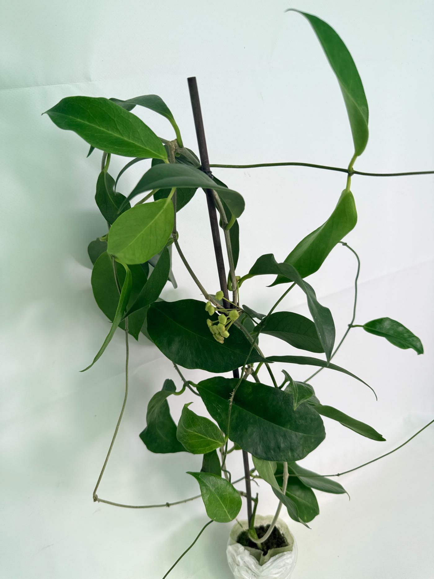 Hoya Subcalva 06