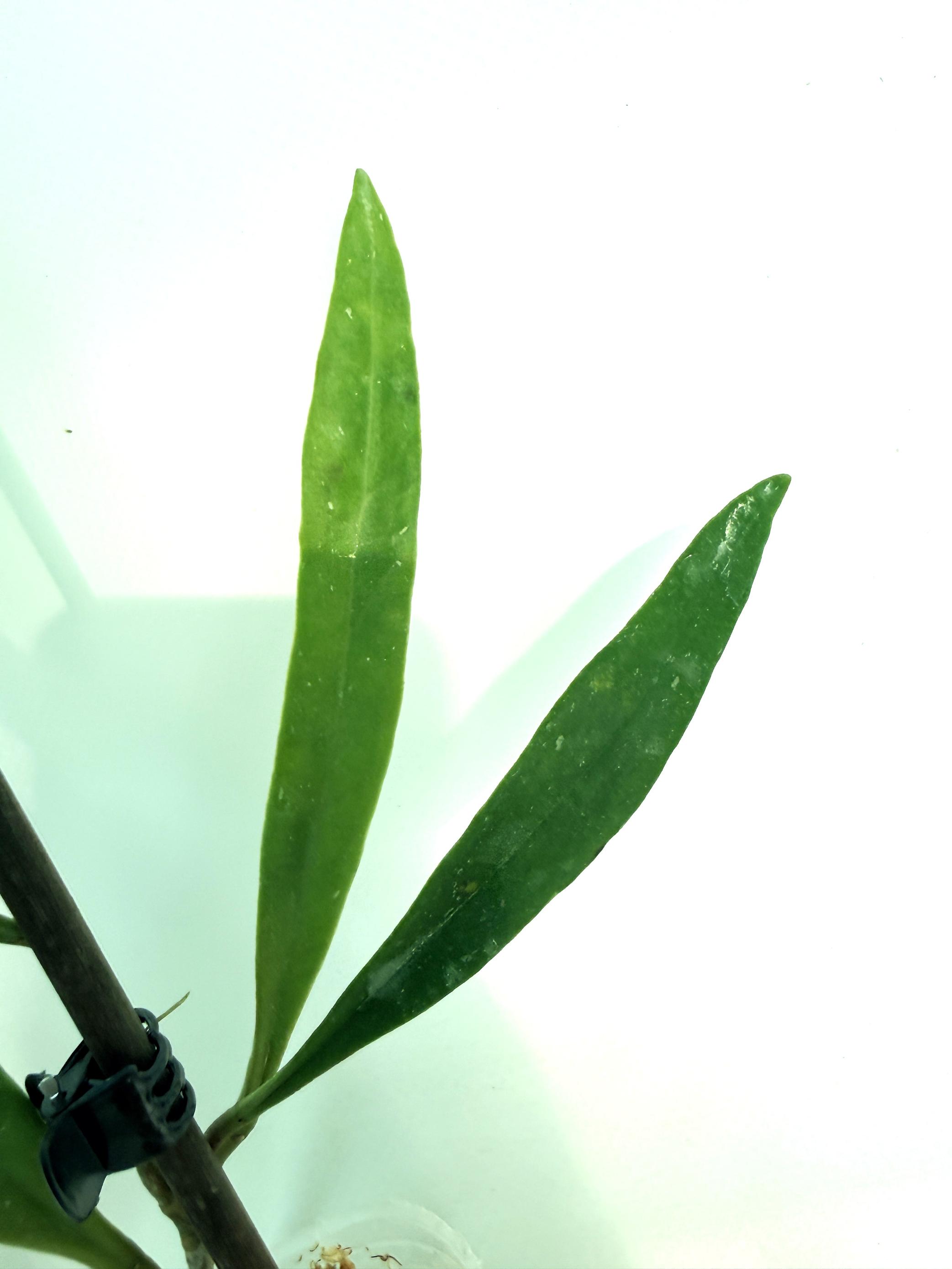 Hoya Sulawesiana