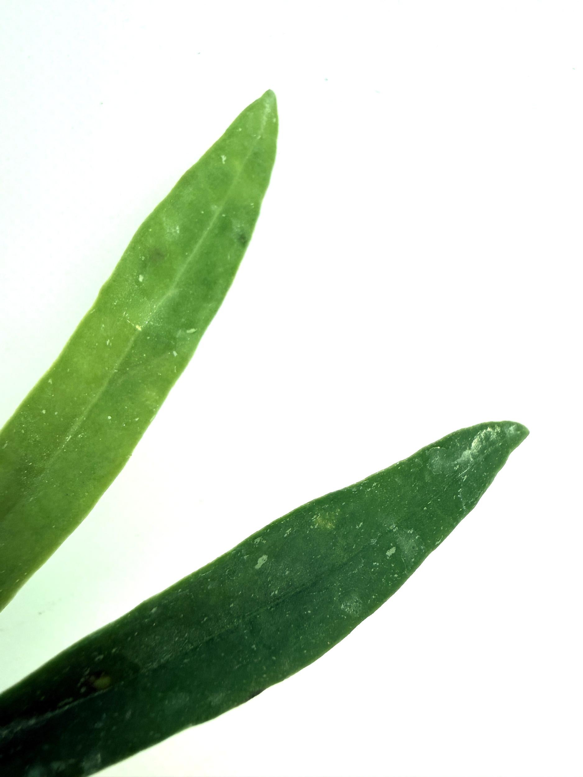 Hoya Sulawesiana