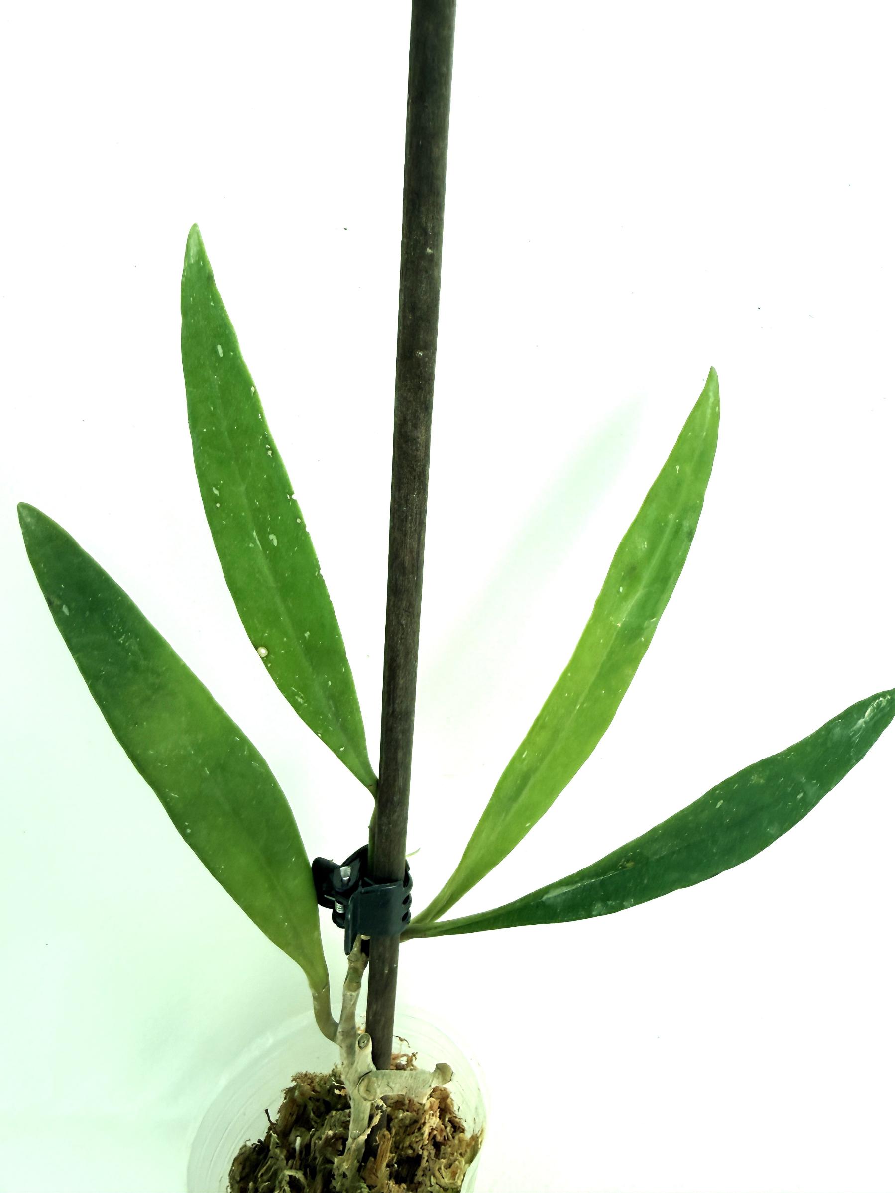 Hoya Sulawesiana