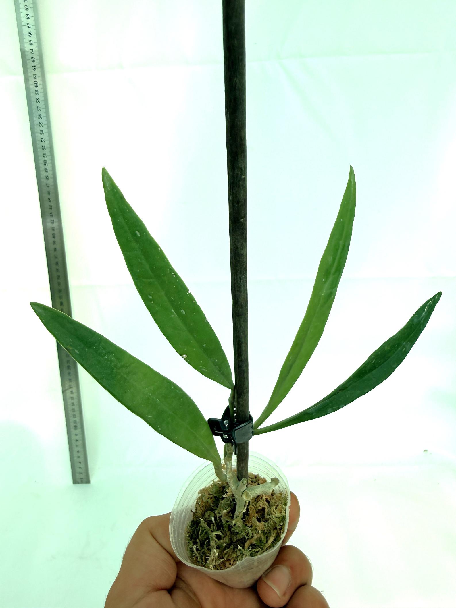 Hoya Sulawesiana