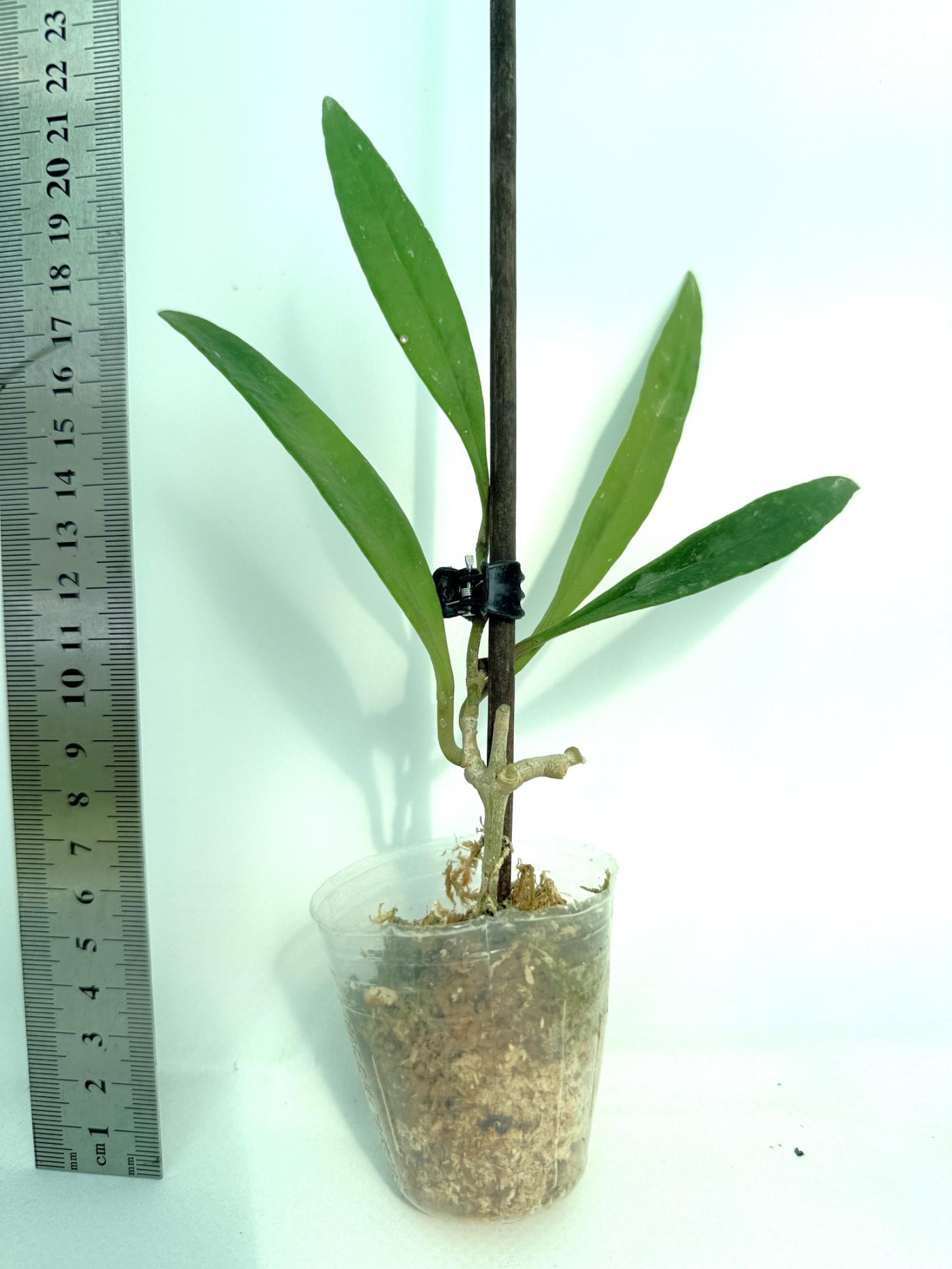 Hoya Sulawesiana