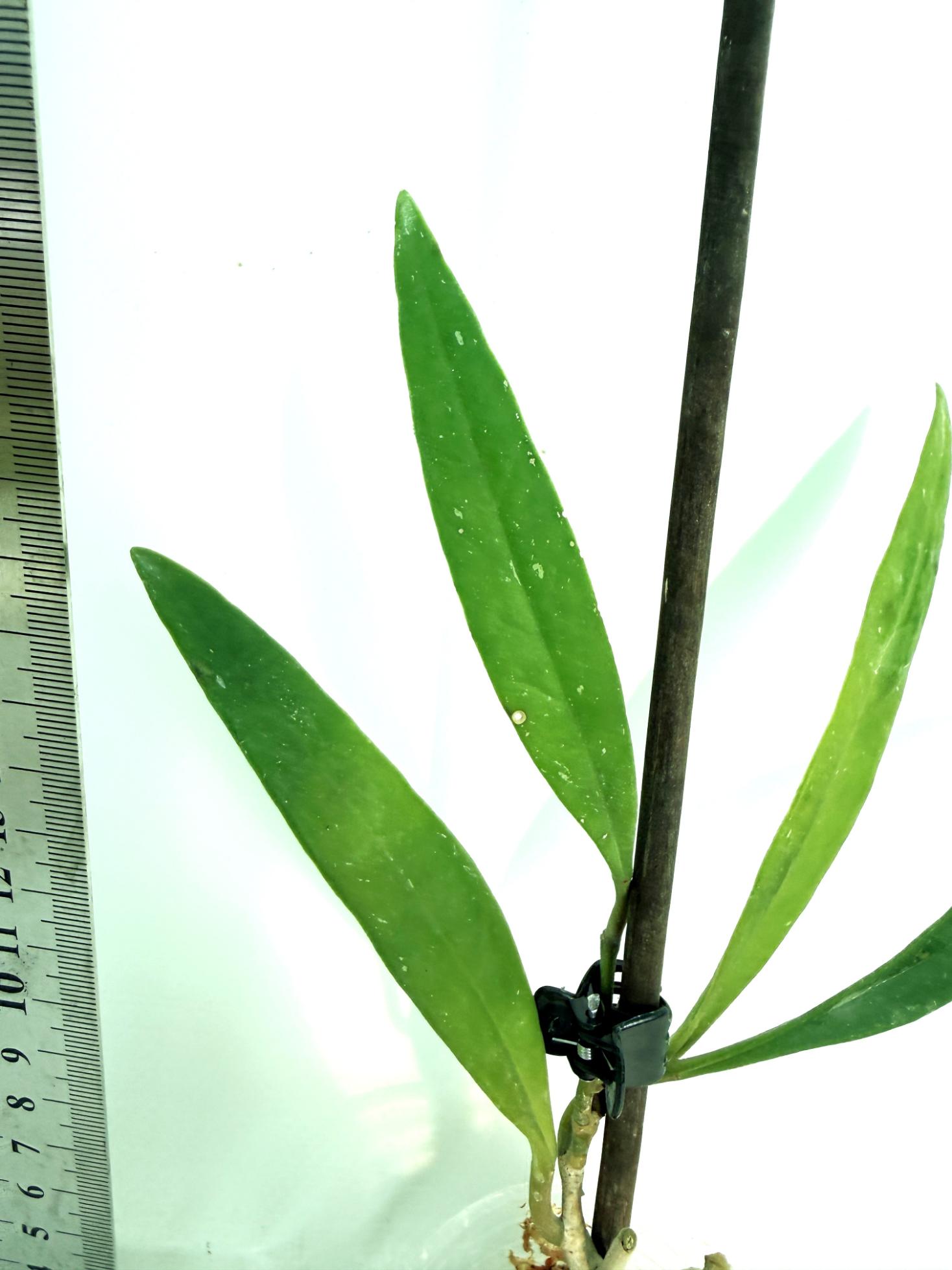 Hoya Sulawesiana