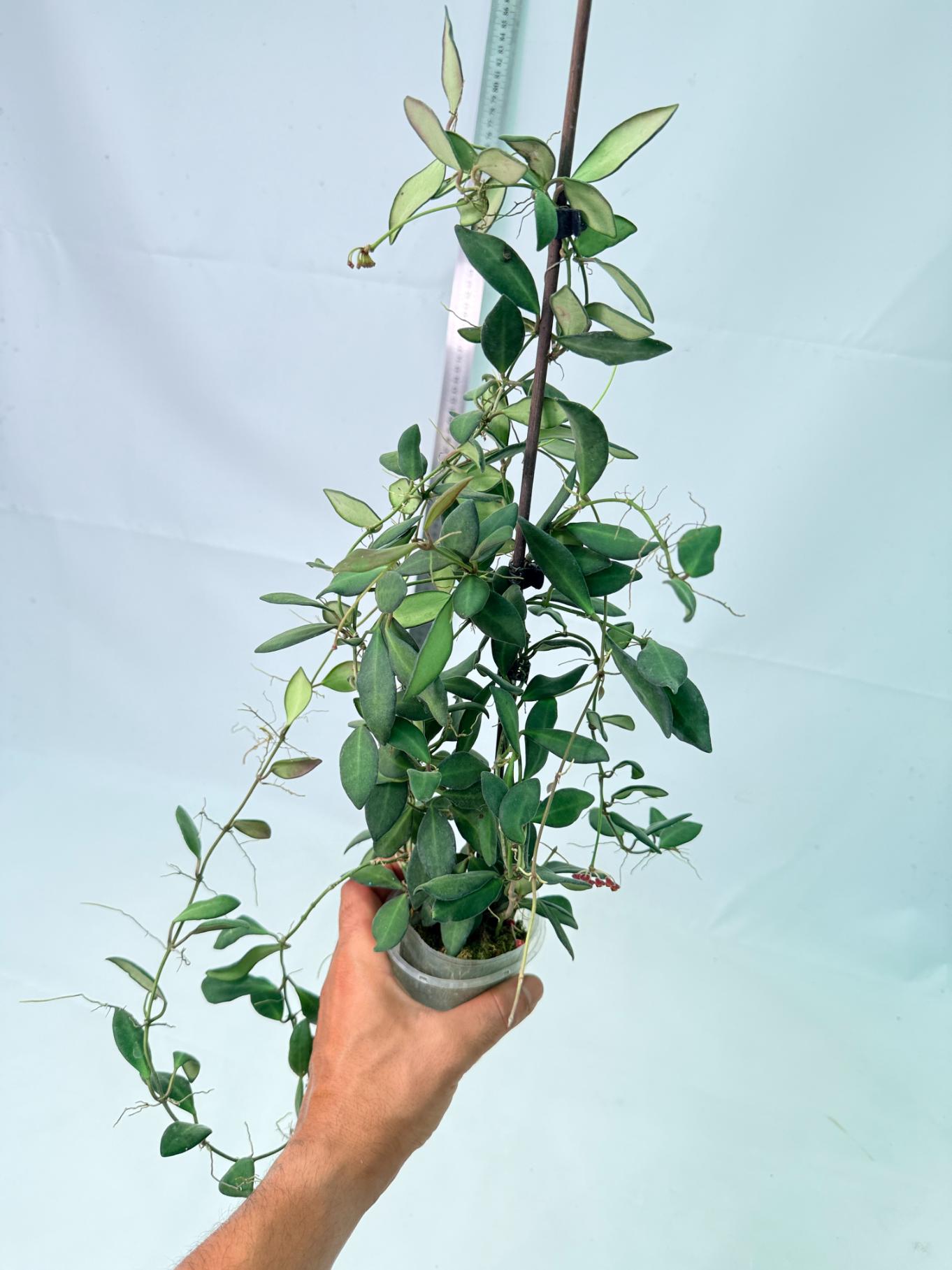 Hoya Tsangii 5