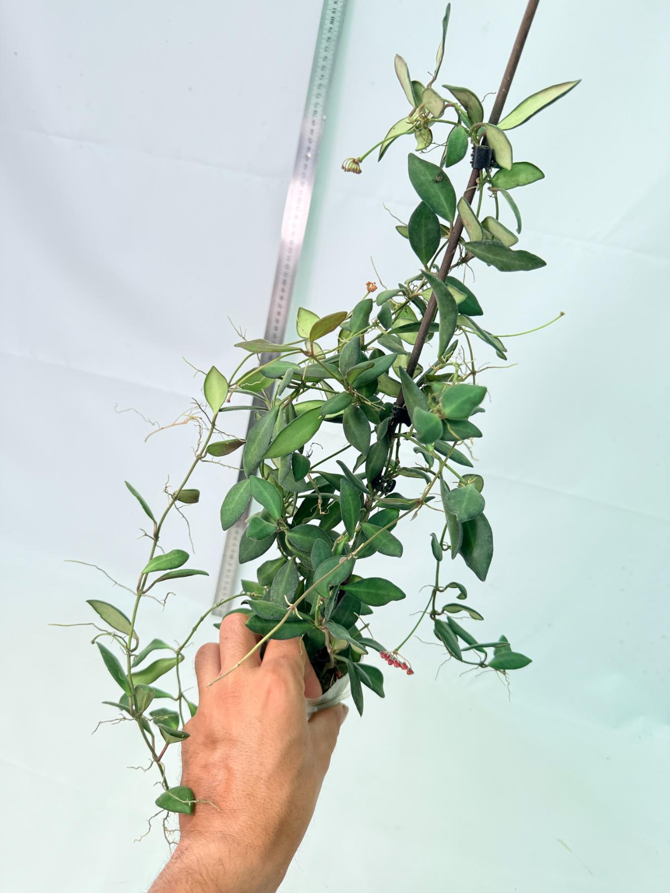 Hoya Tsangii 10