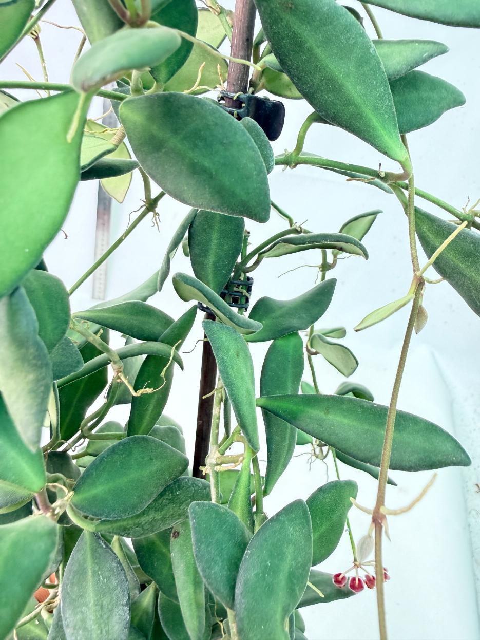 Hoya Tsangii 7
