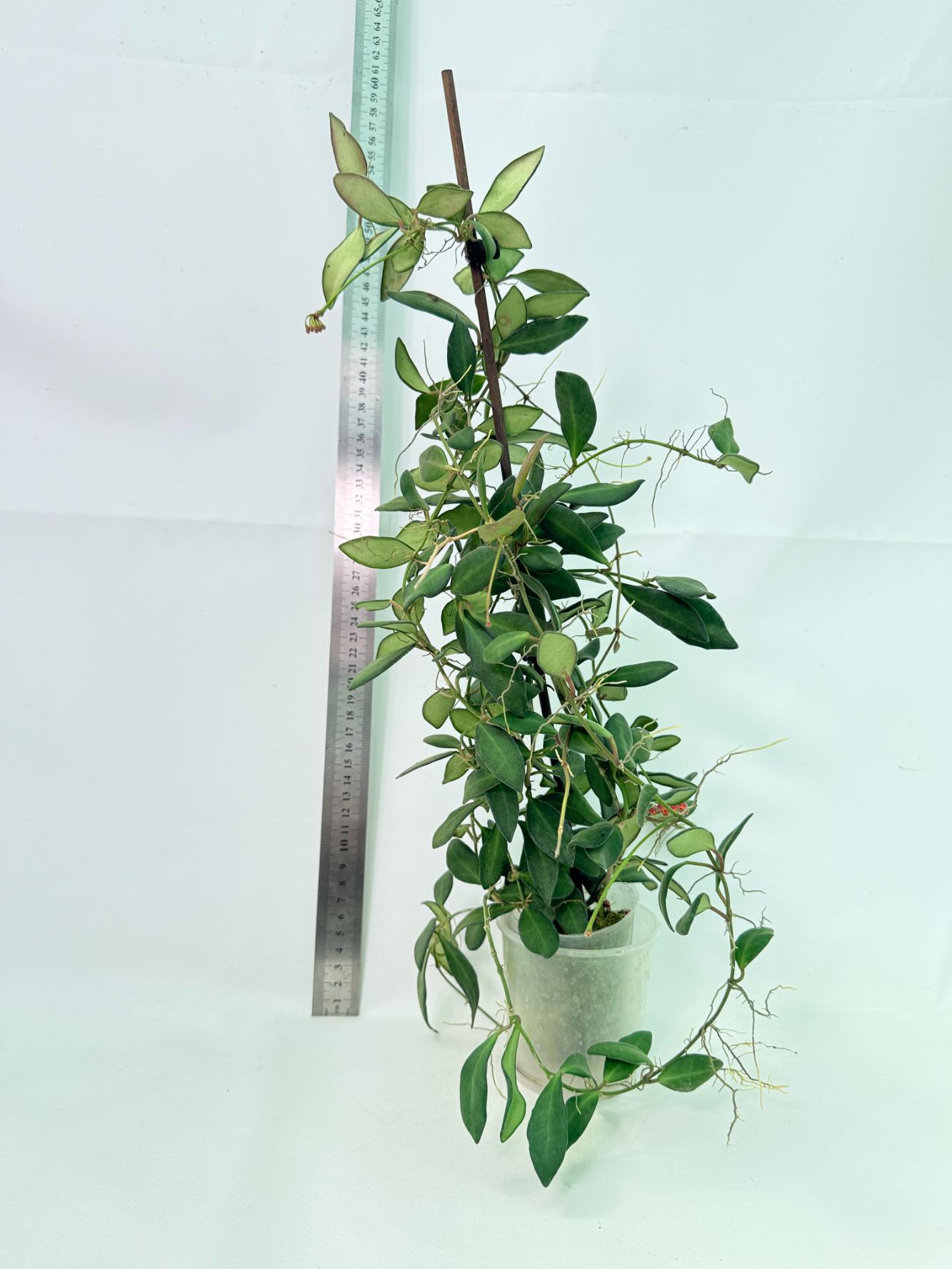 Hoya Tsangii 2