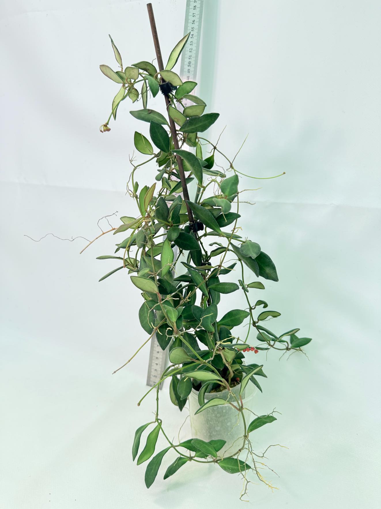 Hoya Tsangii 4
