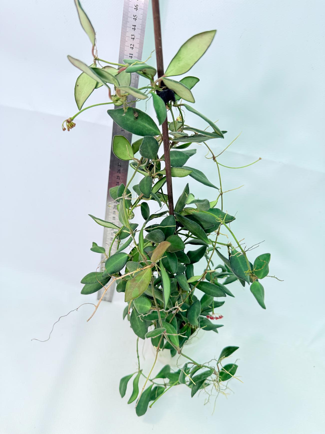 Hoya Tsangii 6