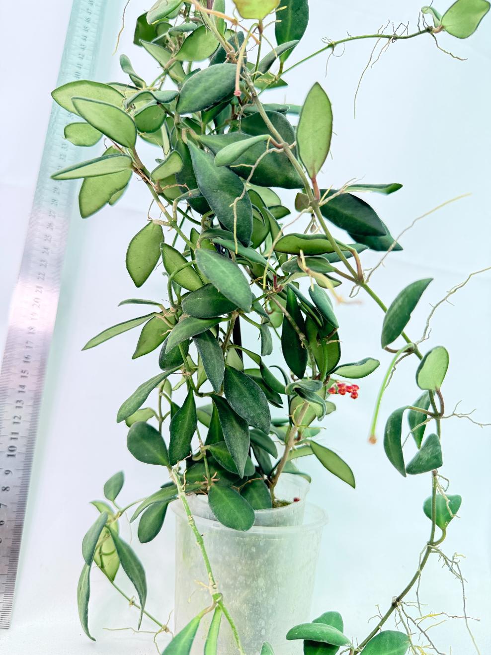 Hoya Tsangii 8