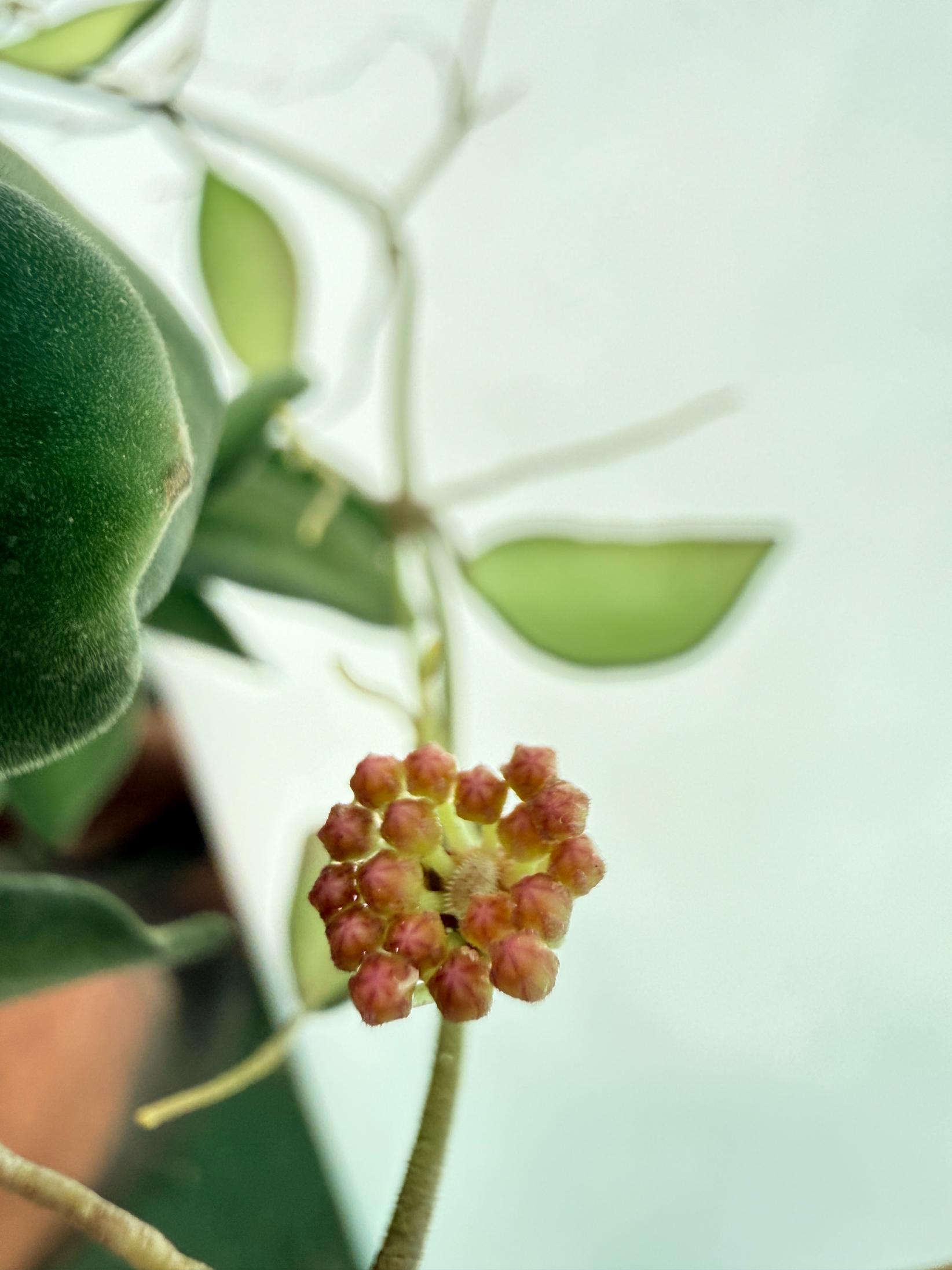 Hoya Tsangii 3