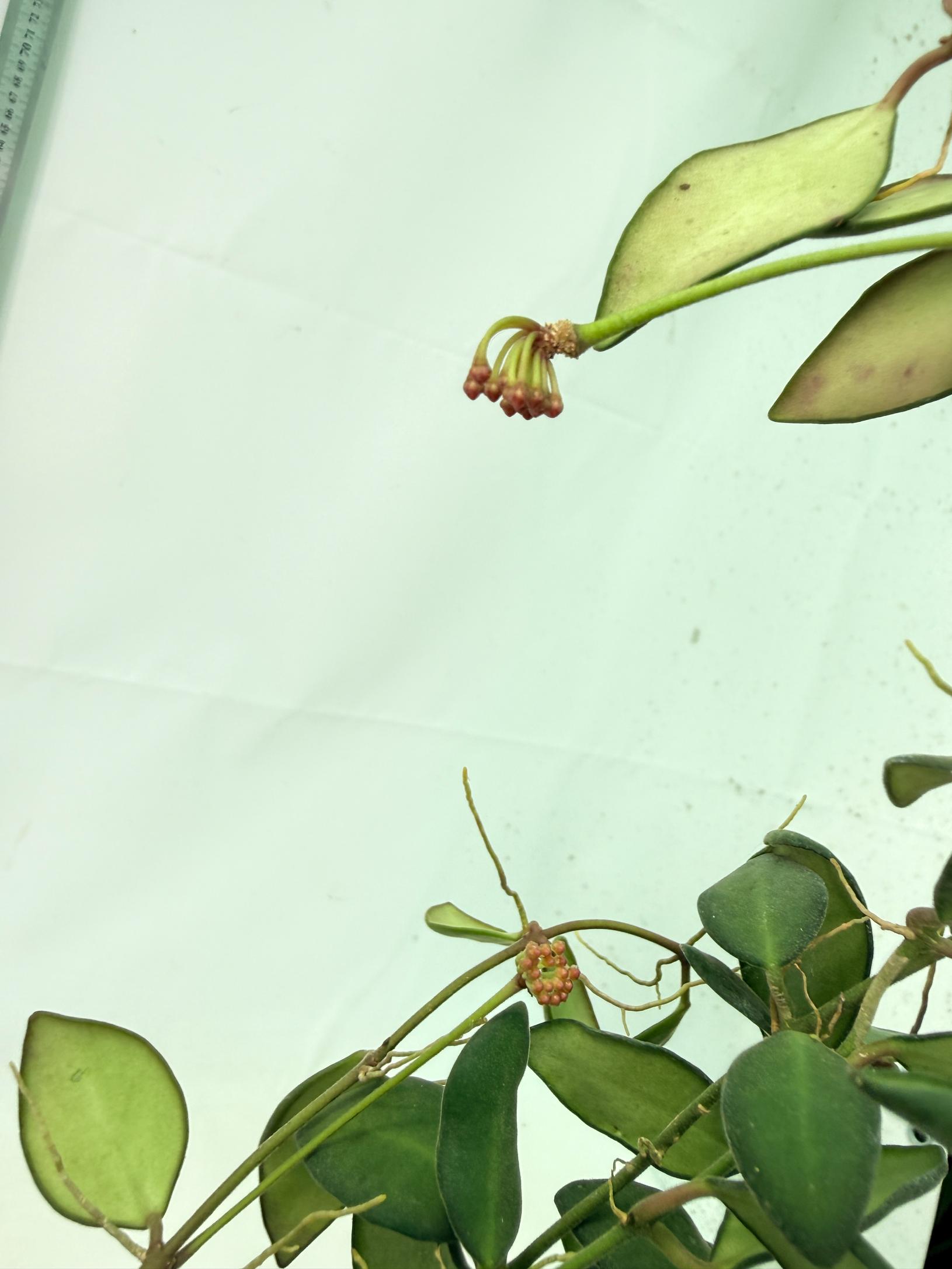 Hoya Tsangii 9