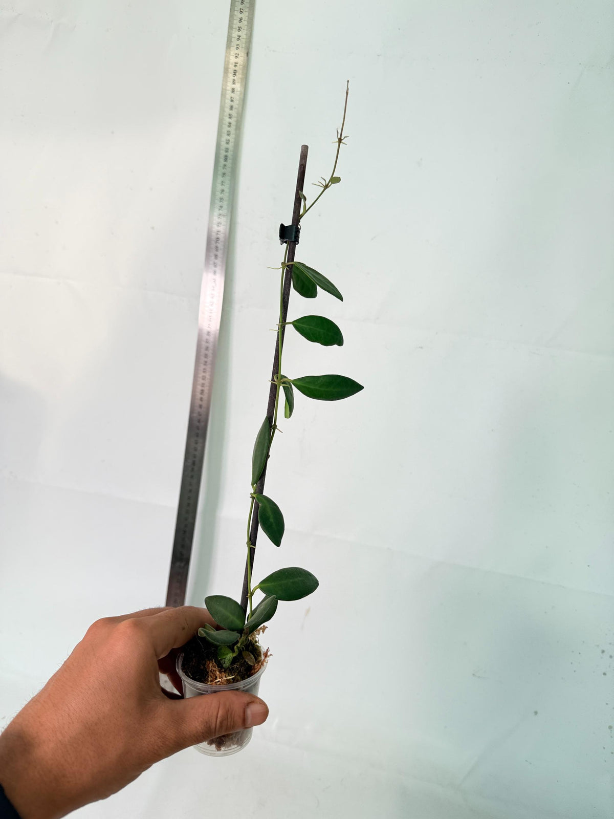 Hoya Tsangii 9