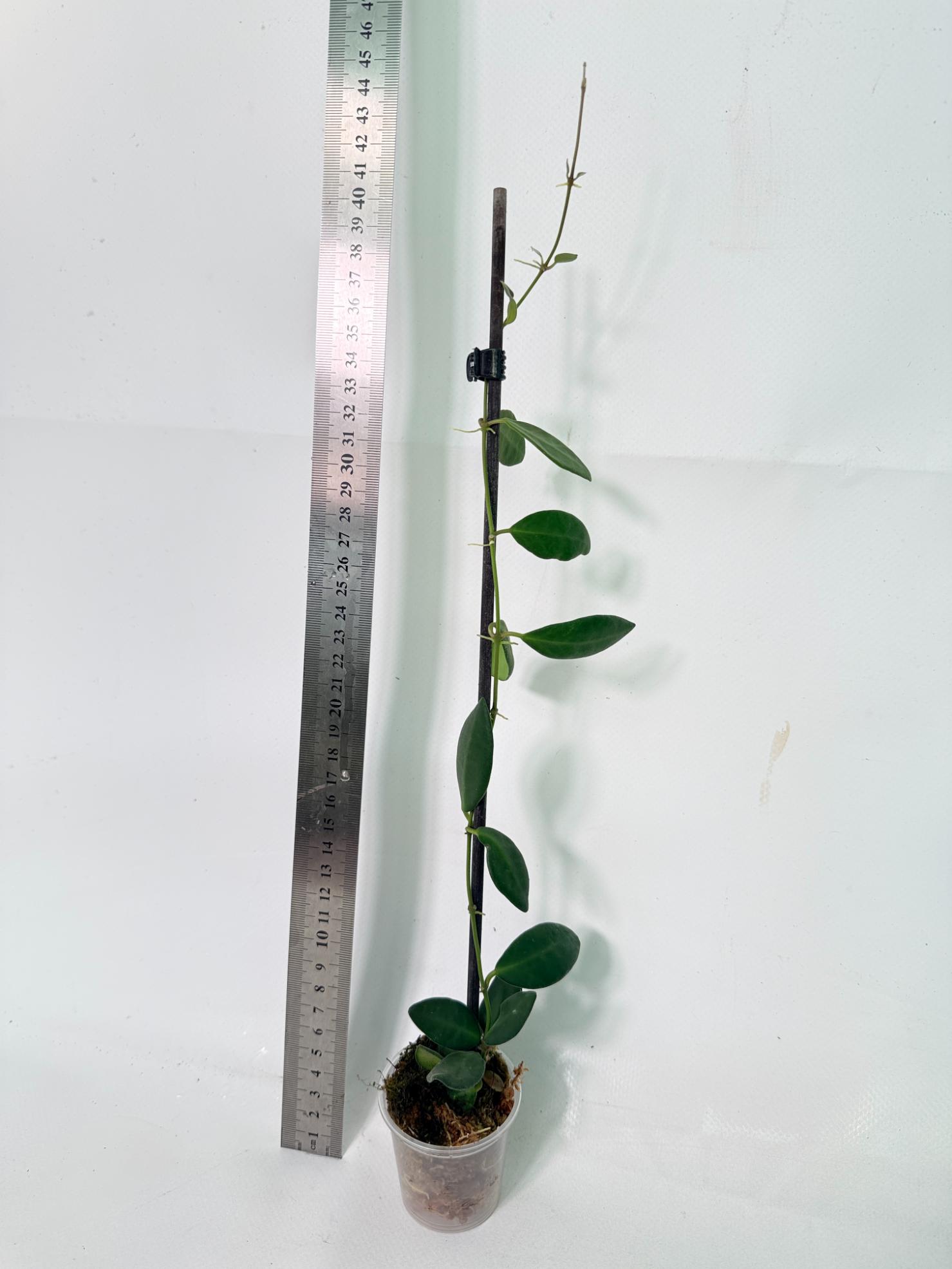 Hoya Tsangii 1
