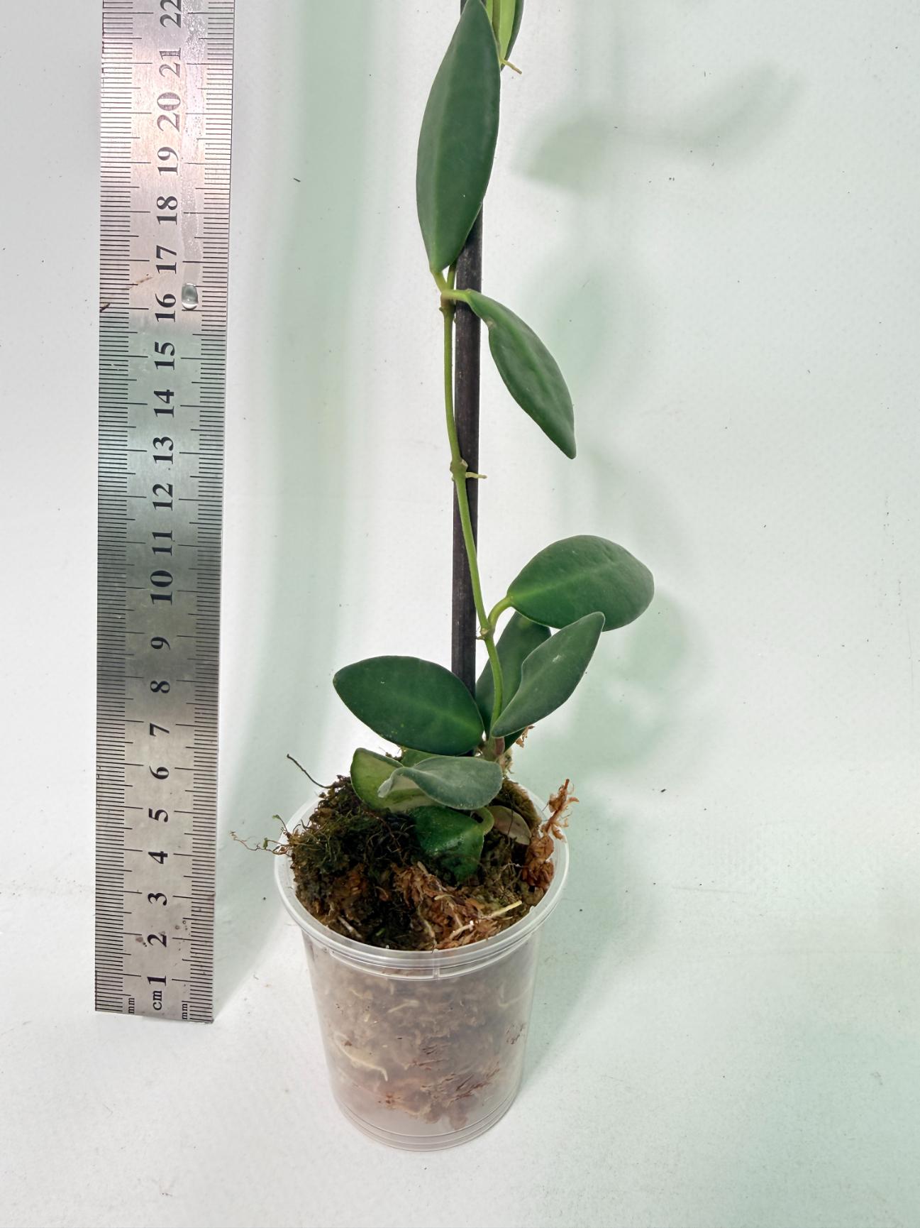 Hoya Tsangii 4