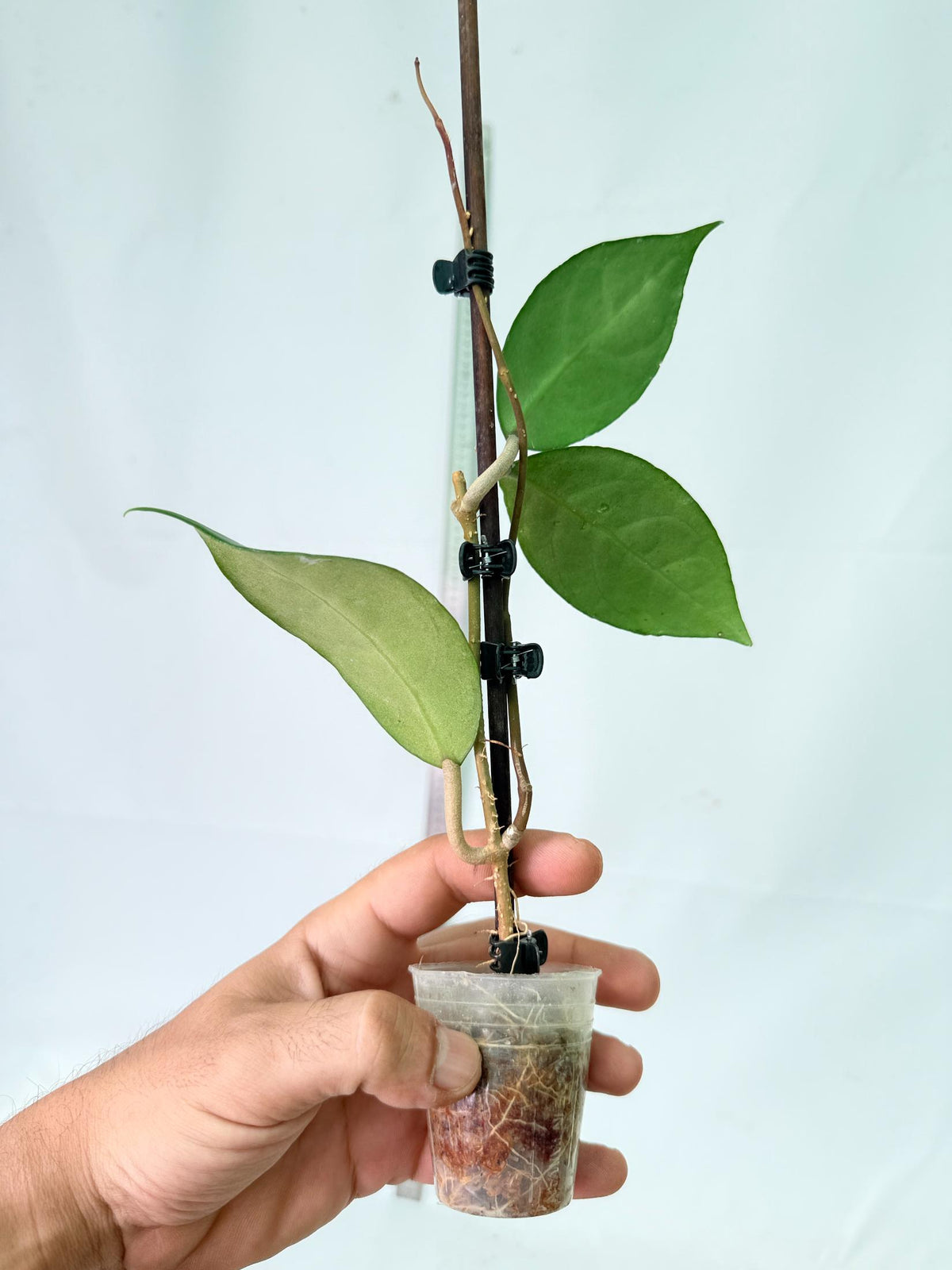 Hoya Verticillata sp Tanggamus 3