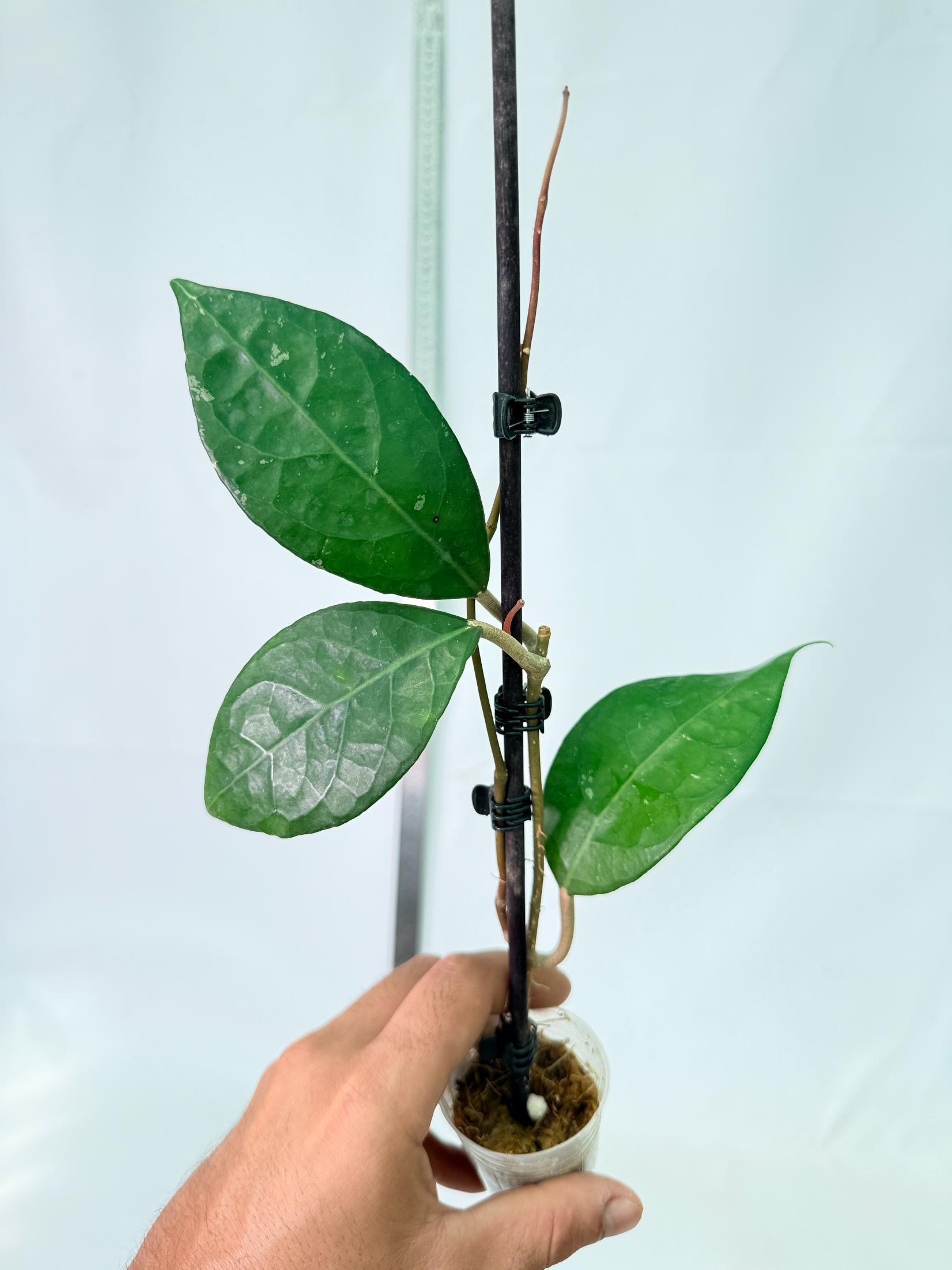 Hoya Verticillata sp Tanggamus 7