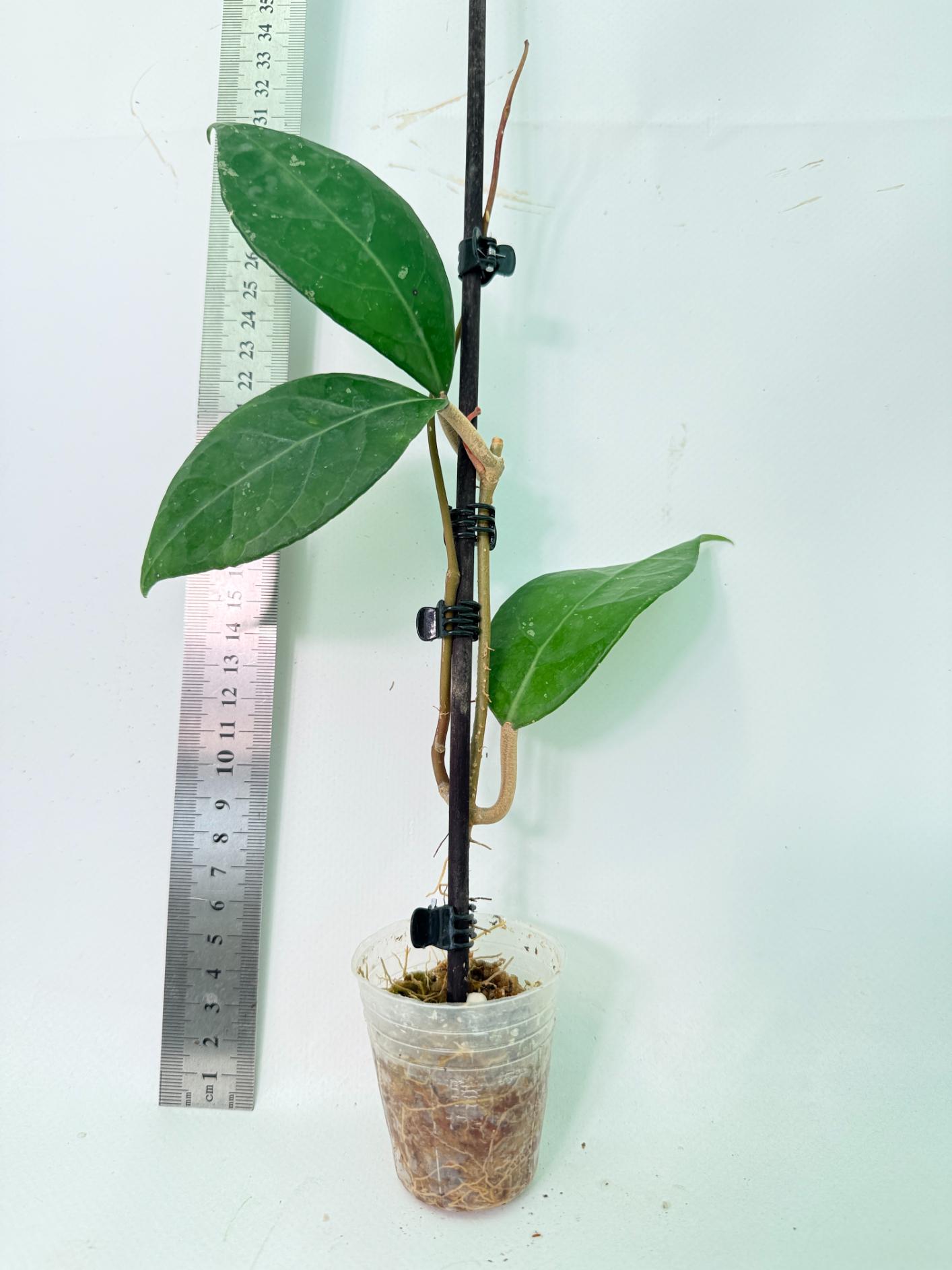 Hoya Verticillata sp Tanggamus 2