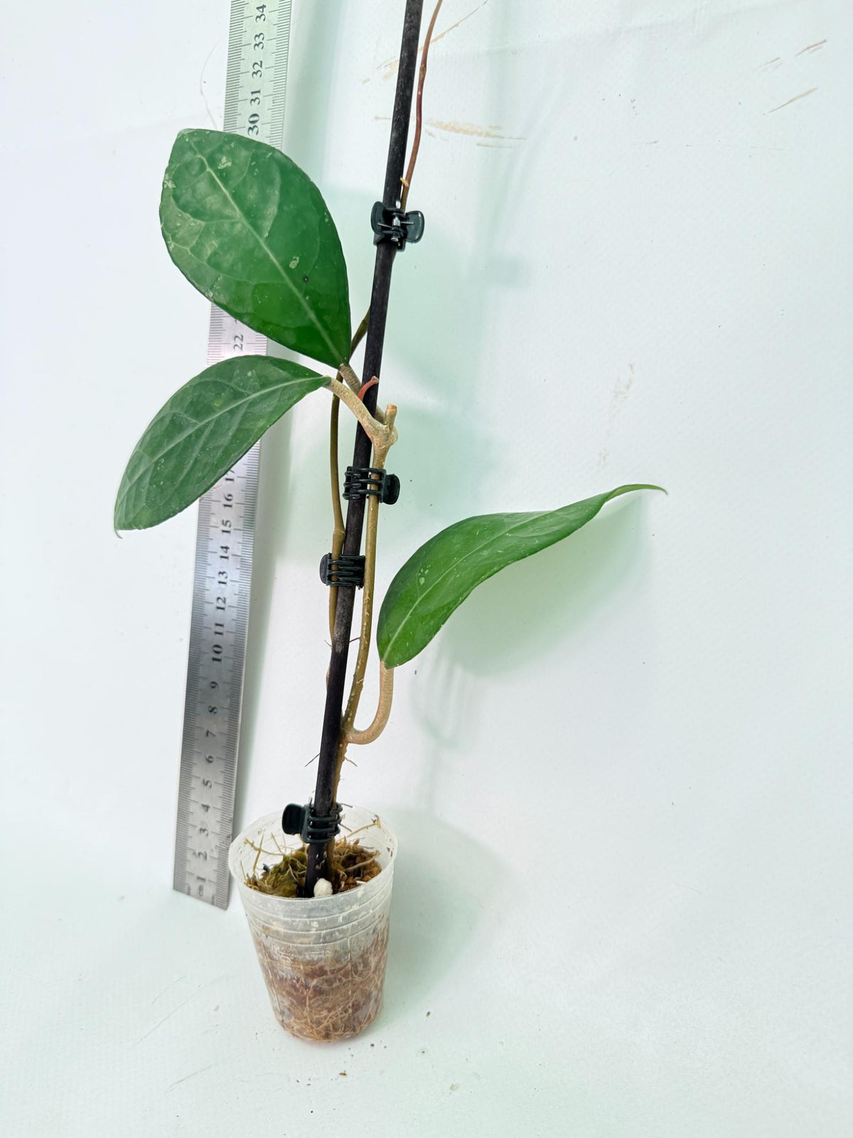 Hoya Verticillata sp Tanggamus 
