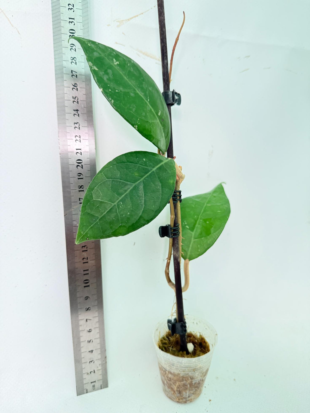 Hoya Verticillata sp Tanggamus 8
