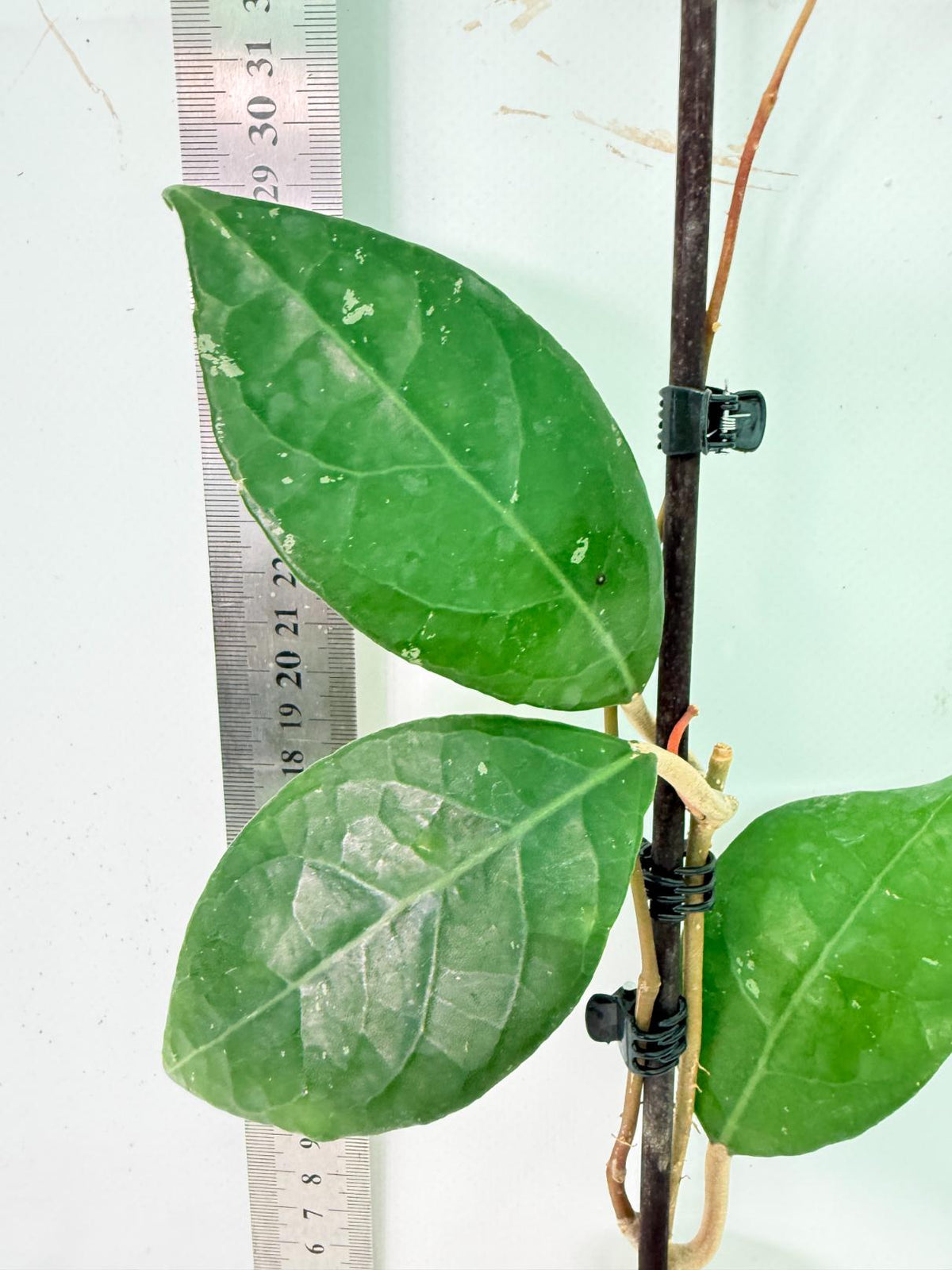 Hoya Verticillata sp Tanggamus 4