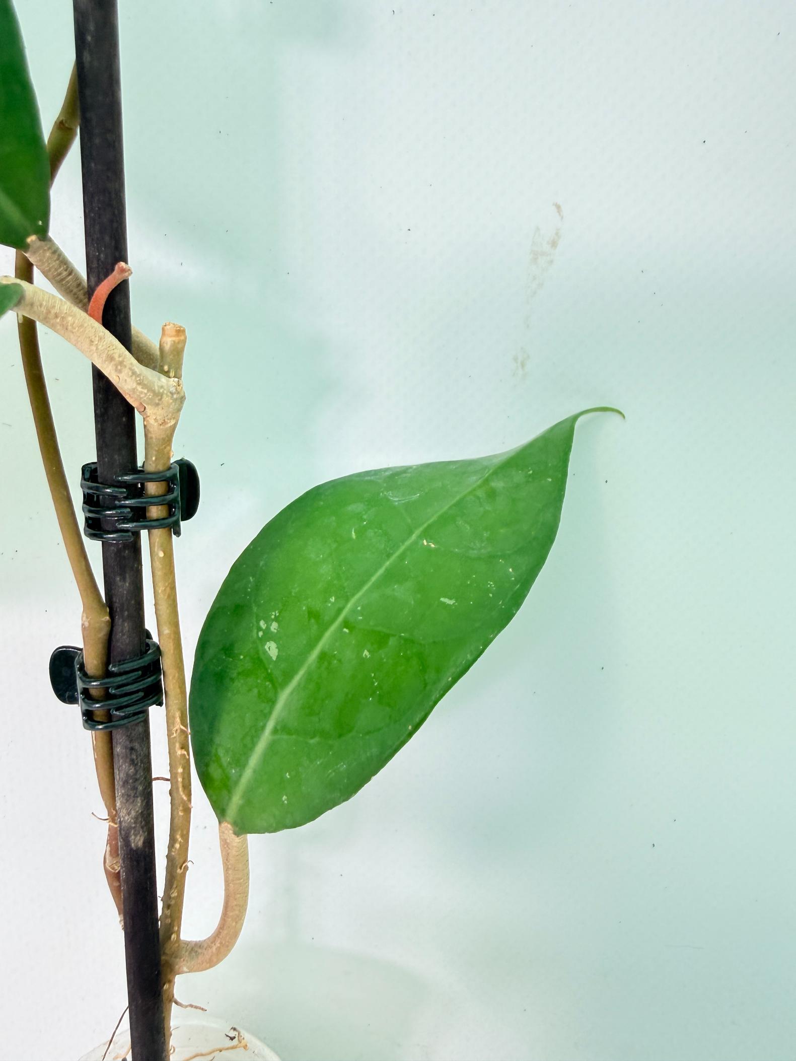 Hoya Verticillata sp Tanggamus 5