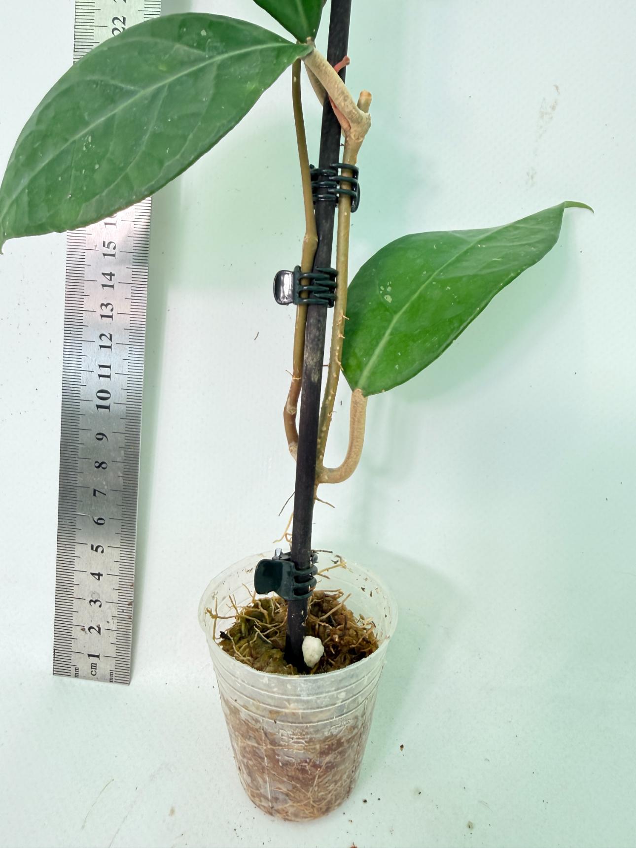 Hoya Verticillata sp Tanggamus 6