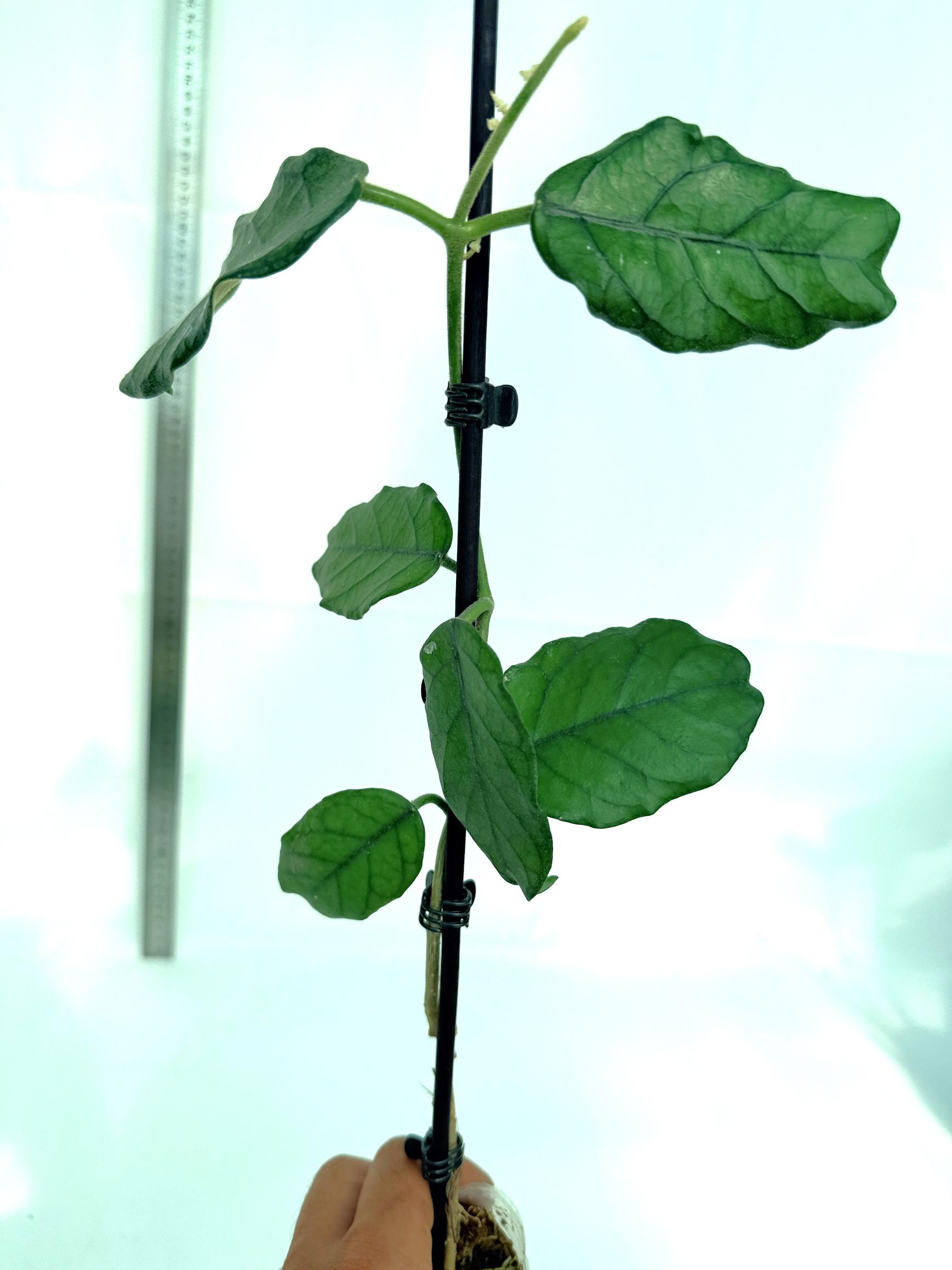 Hoya villosa cao dang 1