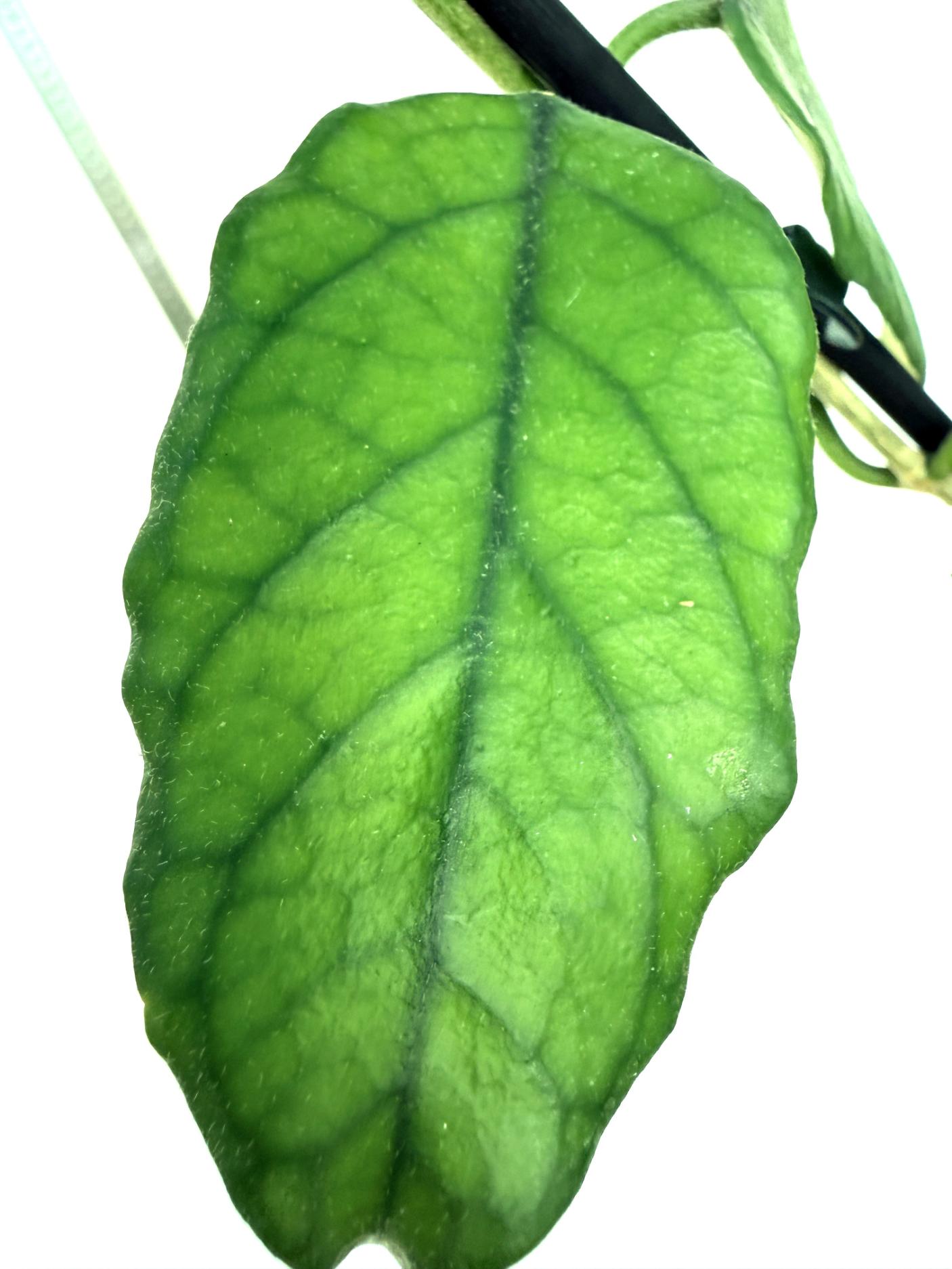 Hoya villosa cao dang 8