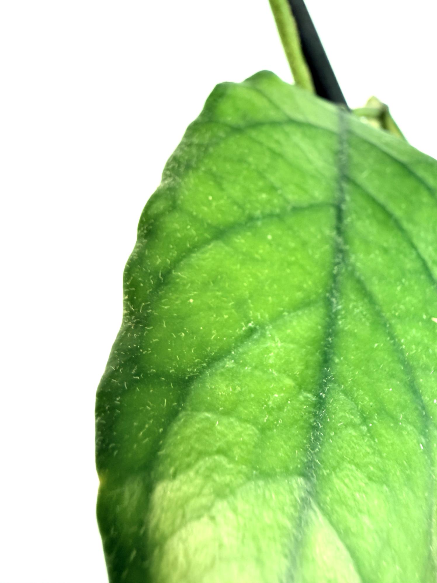Hoya villosa cao dang 9