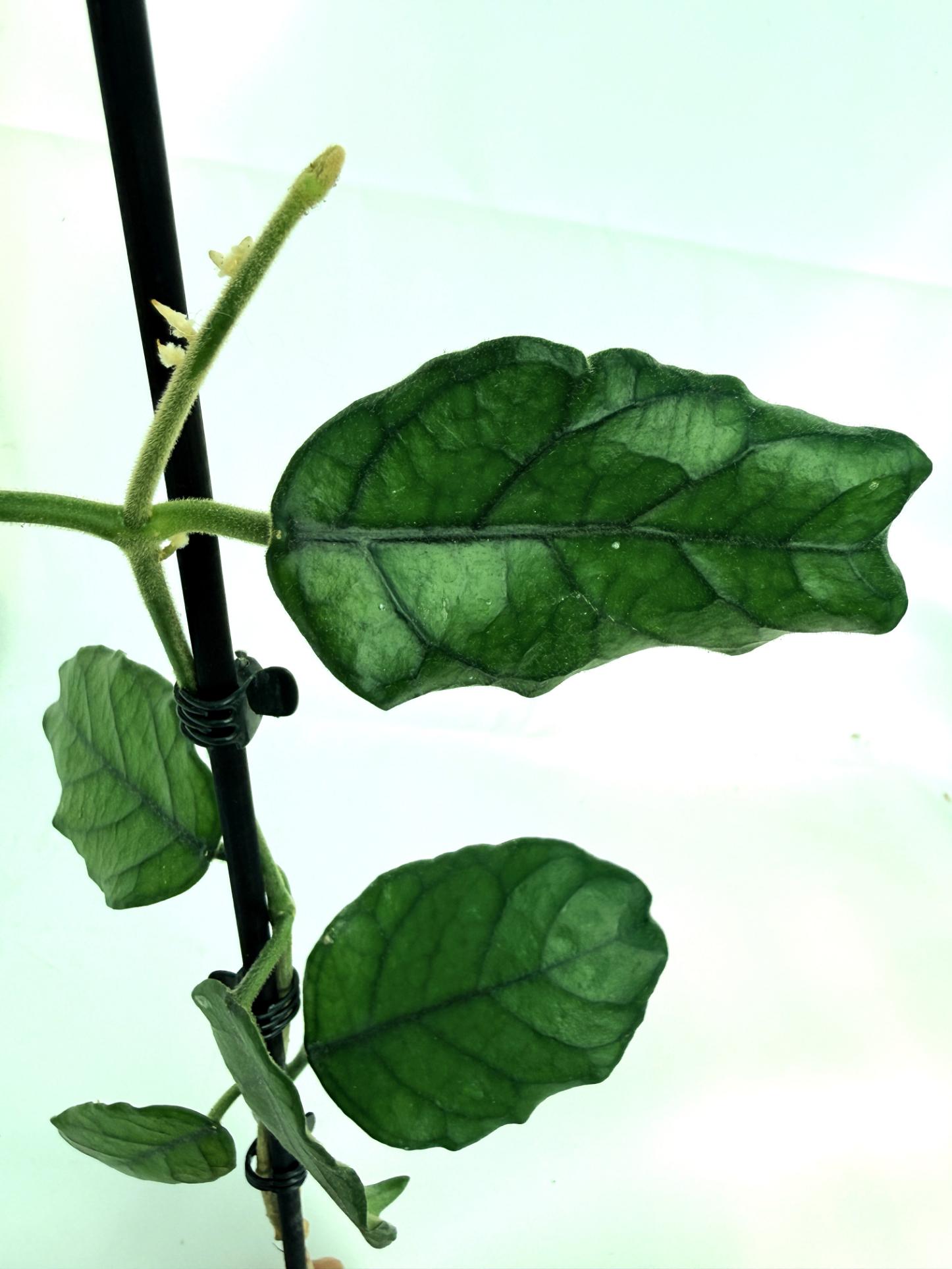 Hoya villosa cao dang 10