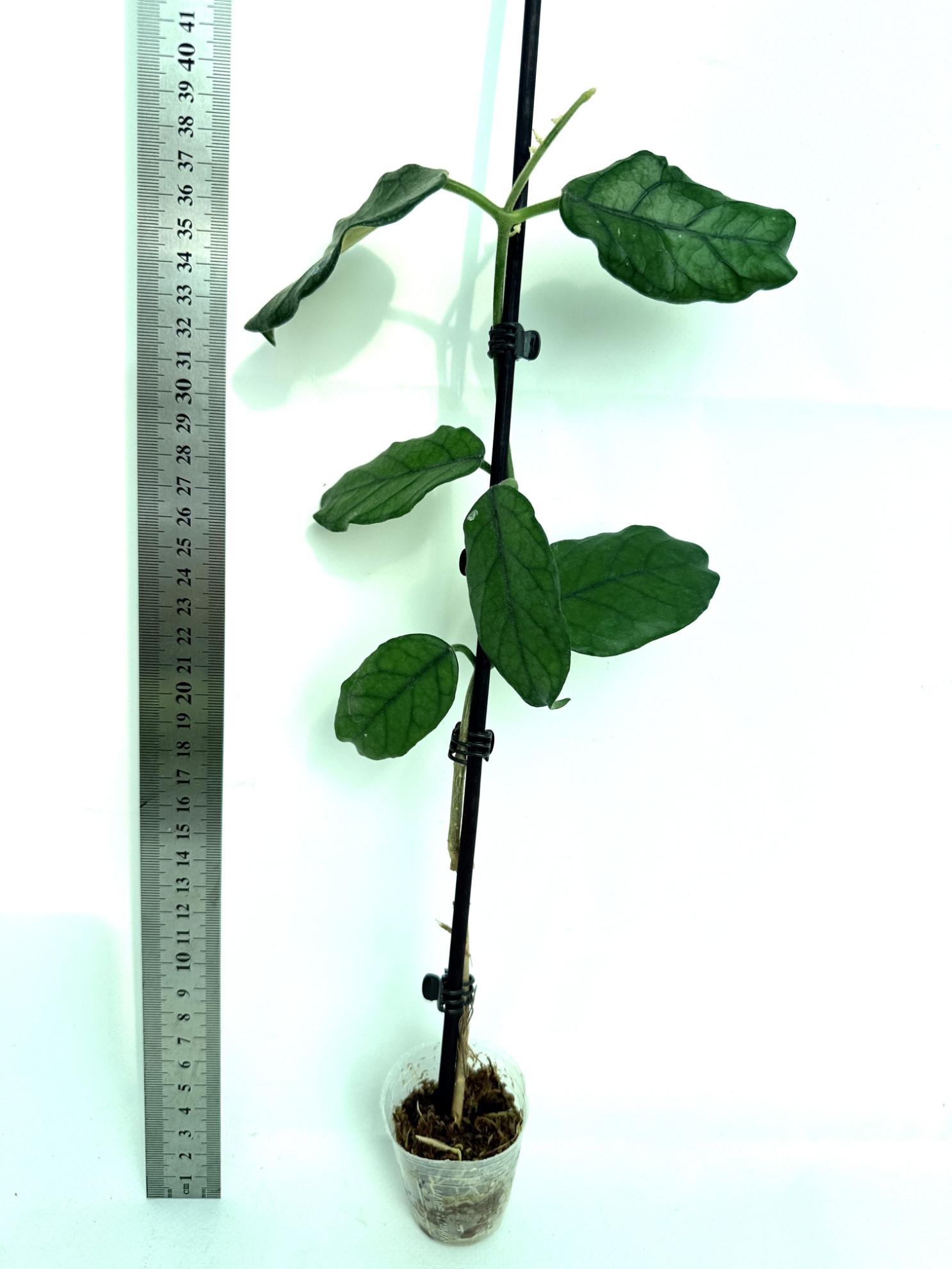 Hoya villosa cao dang 2