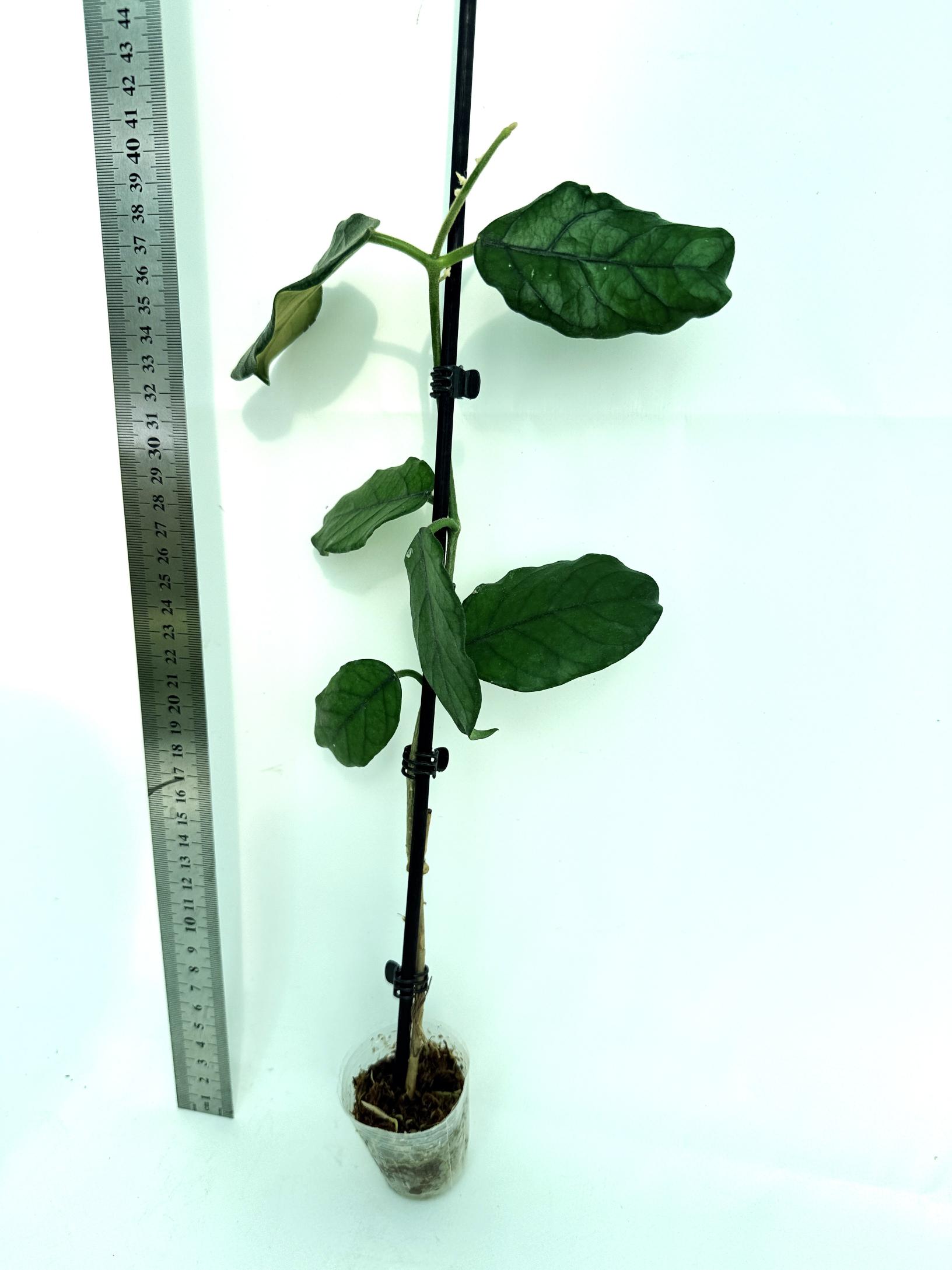Hoya villosa cao dang 3