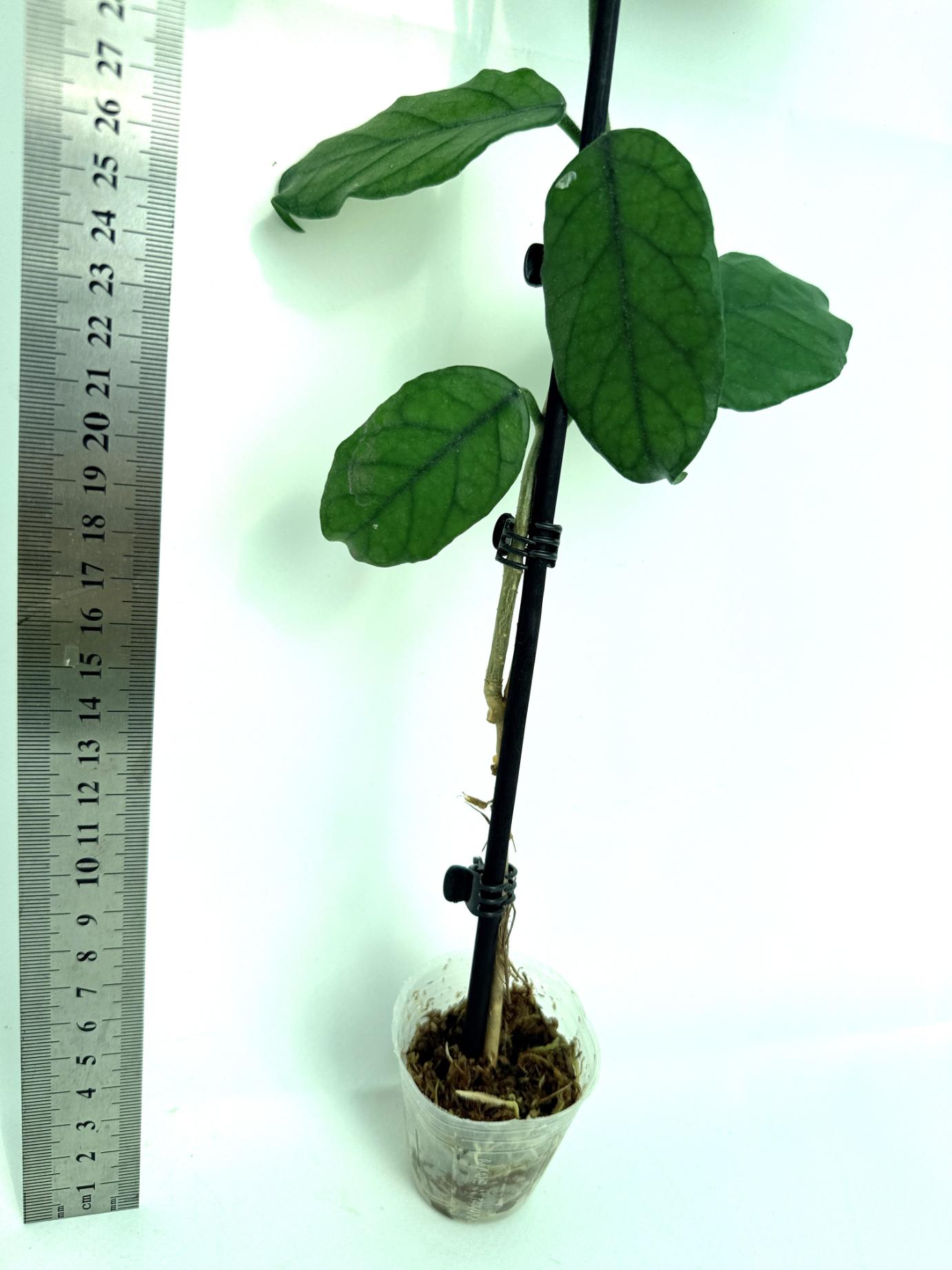 Hoya villosa cao dang 4