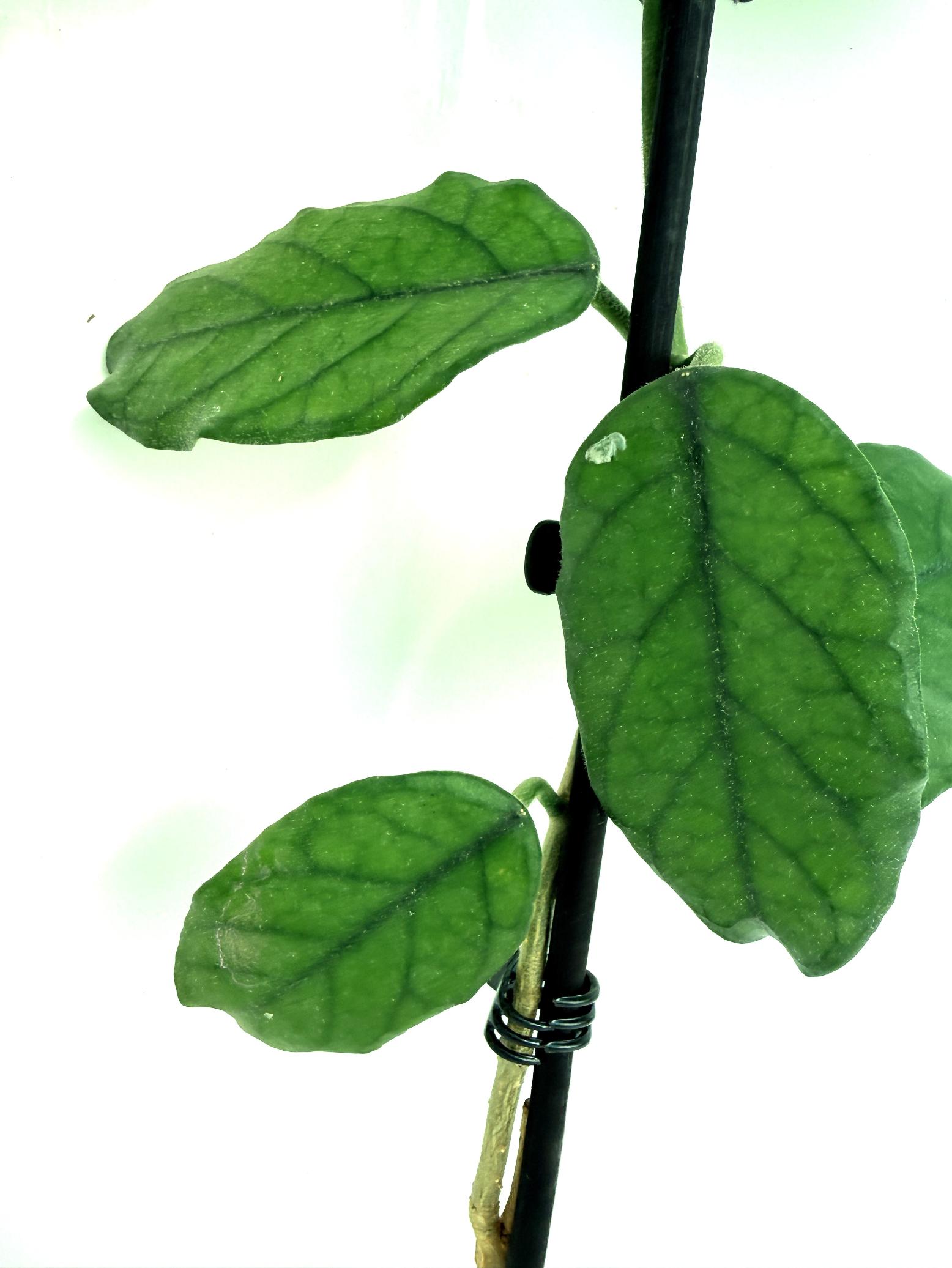 Hoya villosa cao dang 5