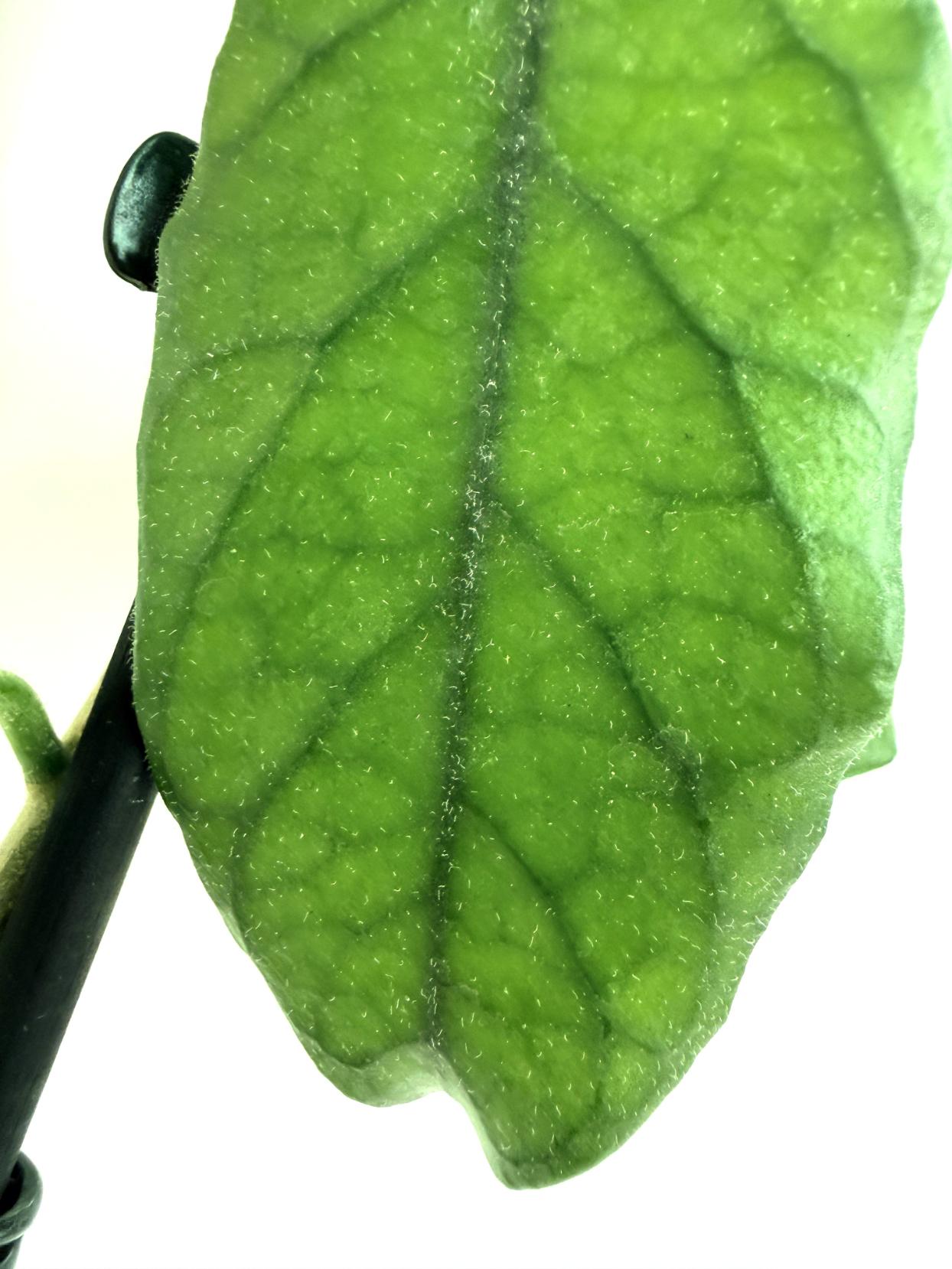 Hoya villosa cao dang 6