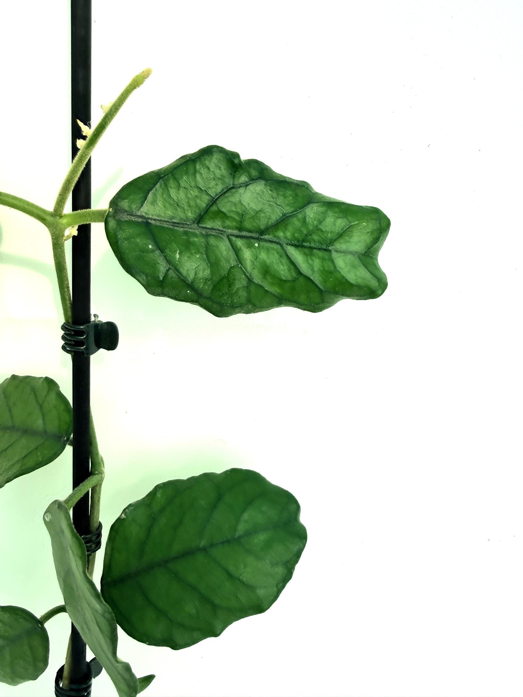 Hoya villosa cao dang 7