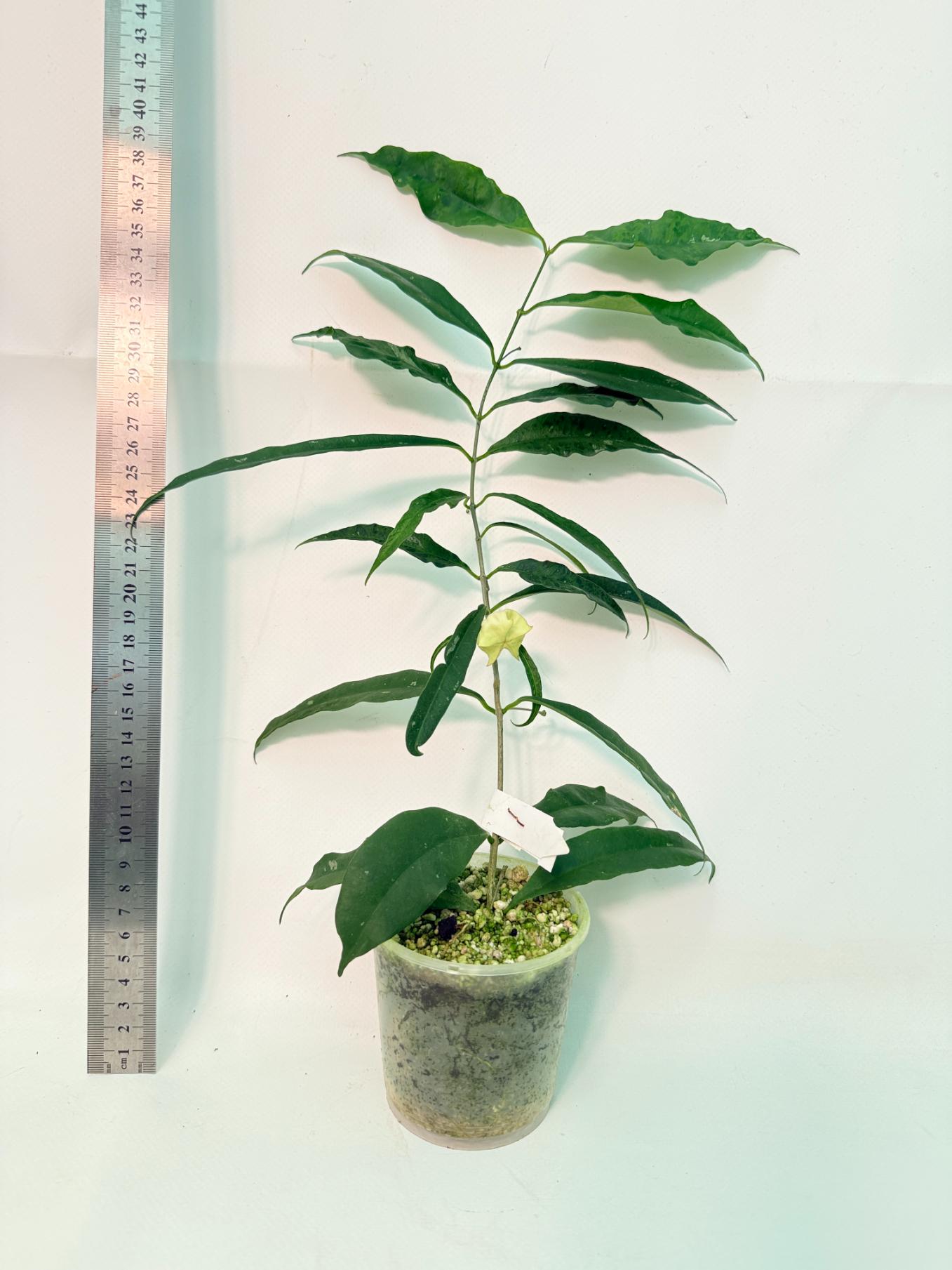 Hoya Wallichii with FLOWER 4