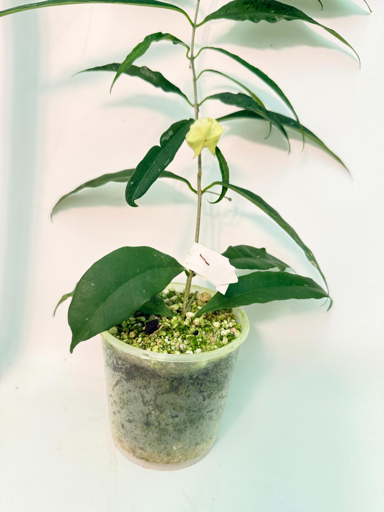 Hoya Wallichii with FLOWER 6