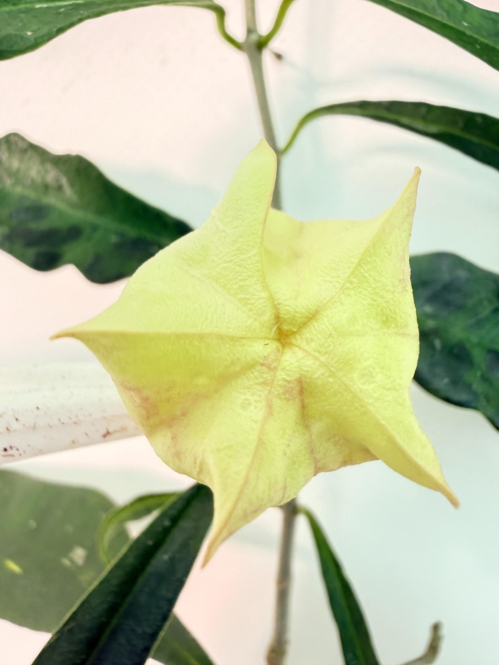 Hoya Wallichii with FLOWER 1