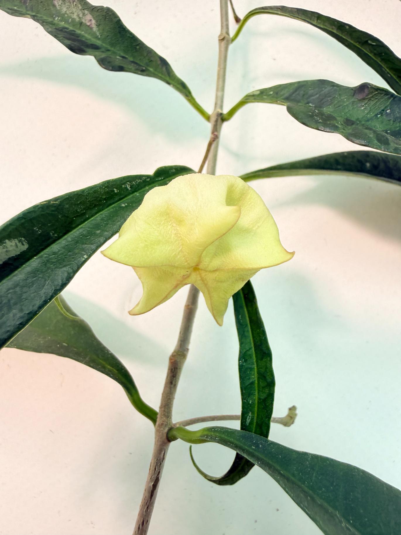Hoya Wallichii with FLOWER 3