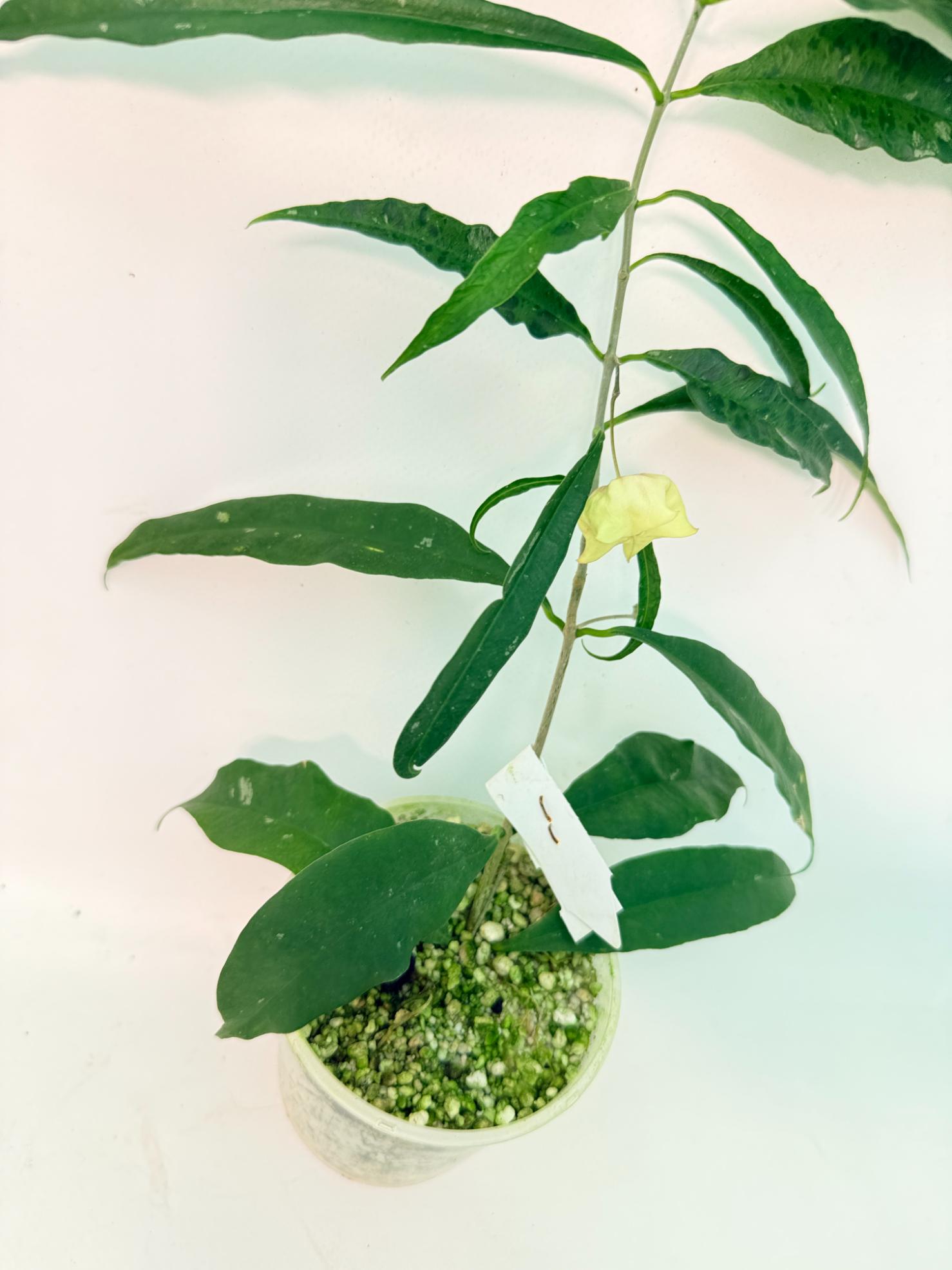 Hoya Wallichii with FLOWER 9