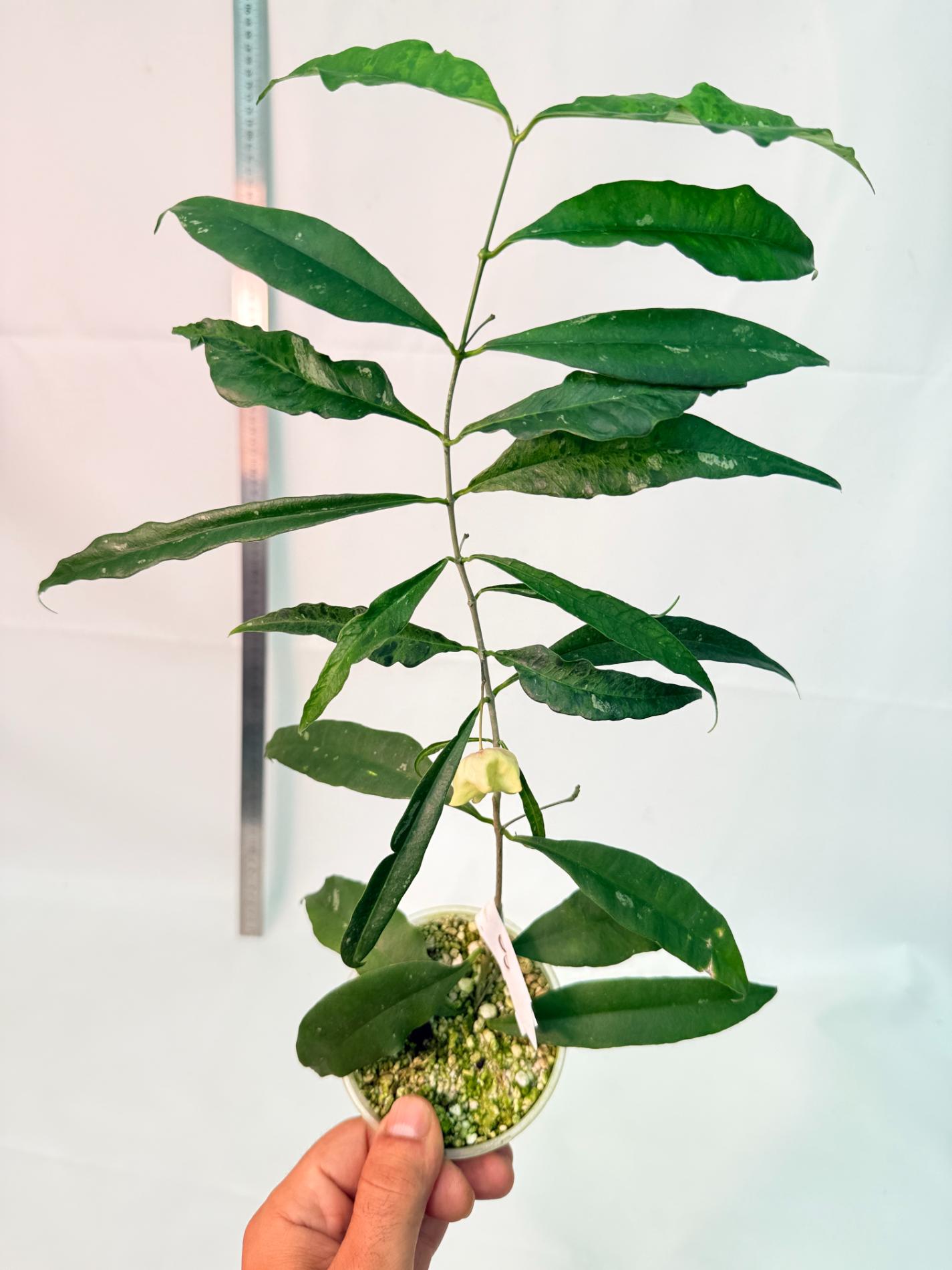Hoya Wallichii with FLOWER 2