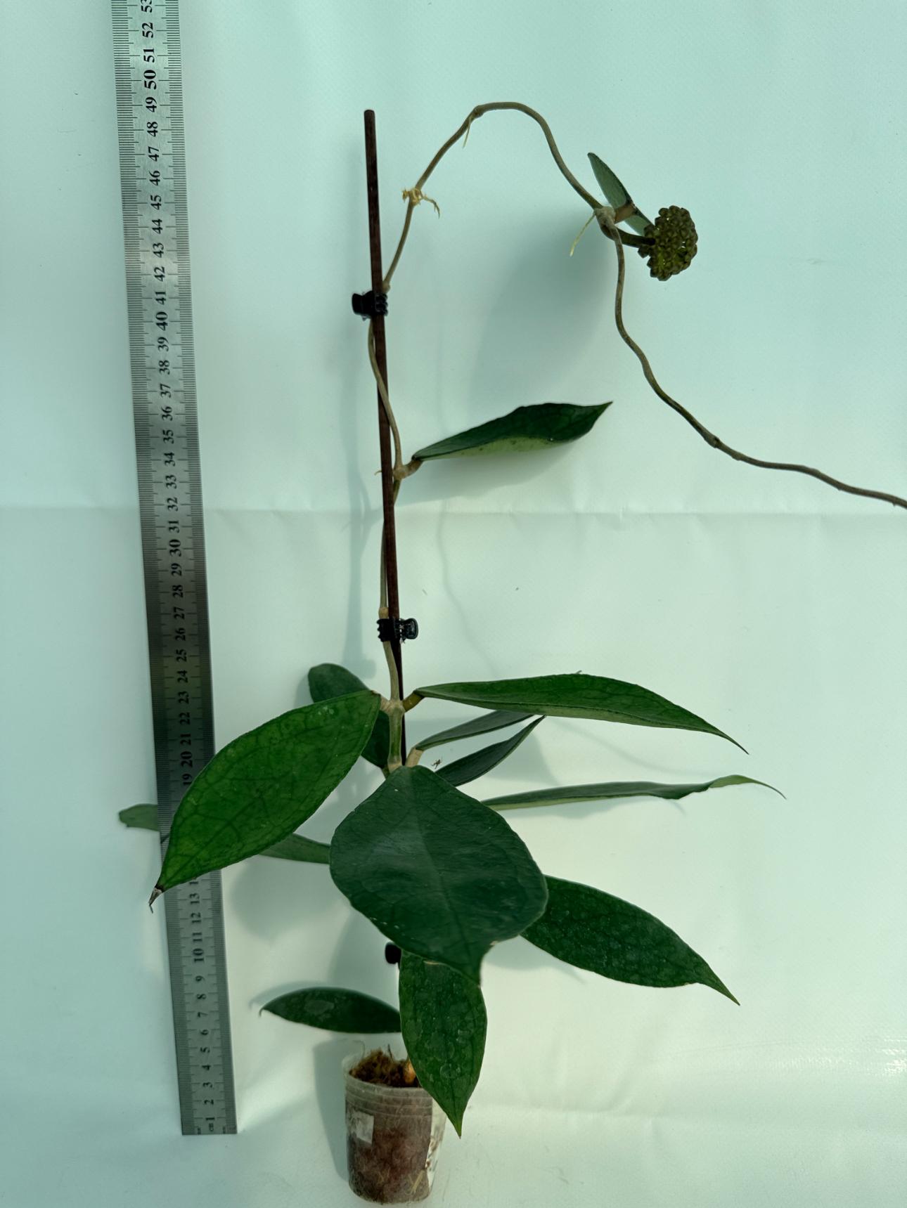Hoya_cv._Jennifer_26.06.11.08_3 1
