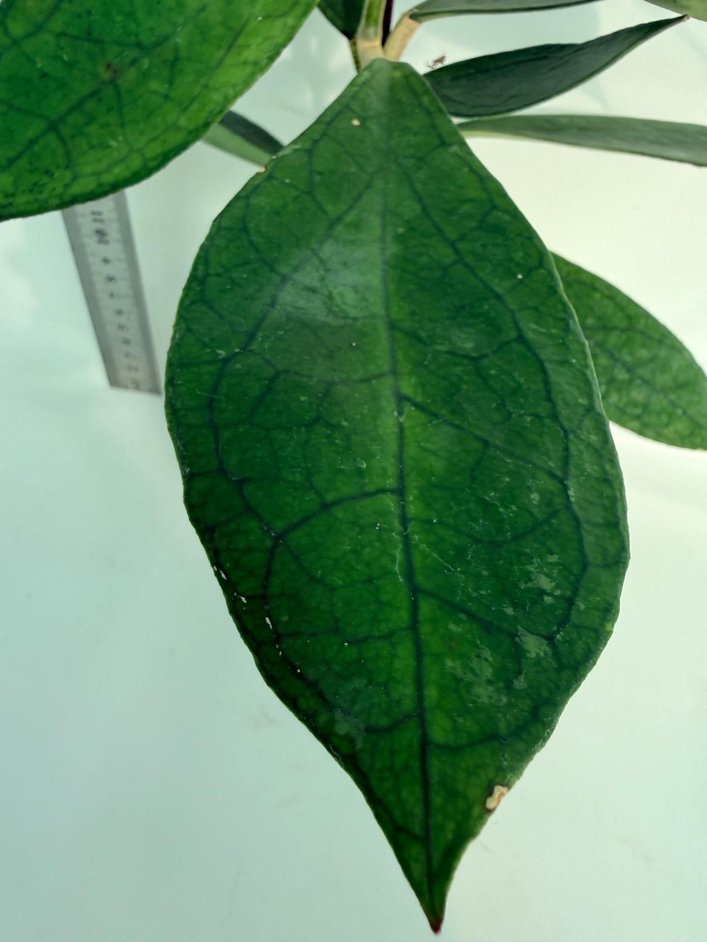 Hoya_cv._Jennifer_26.06.11.08_3 4