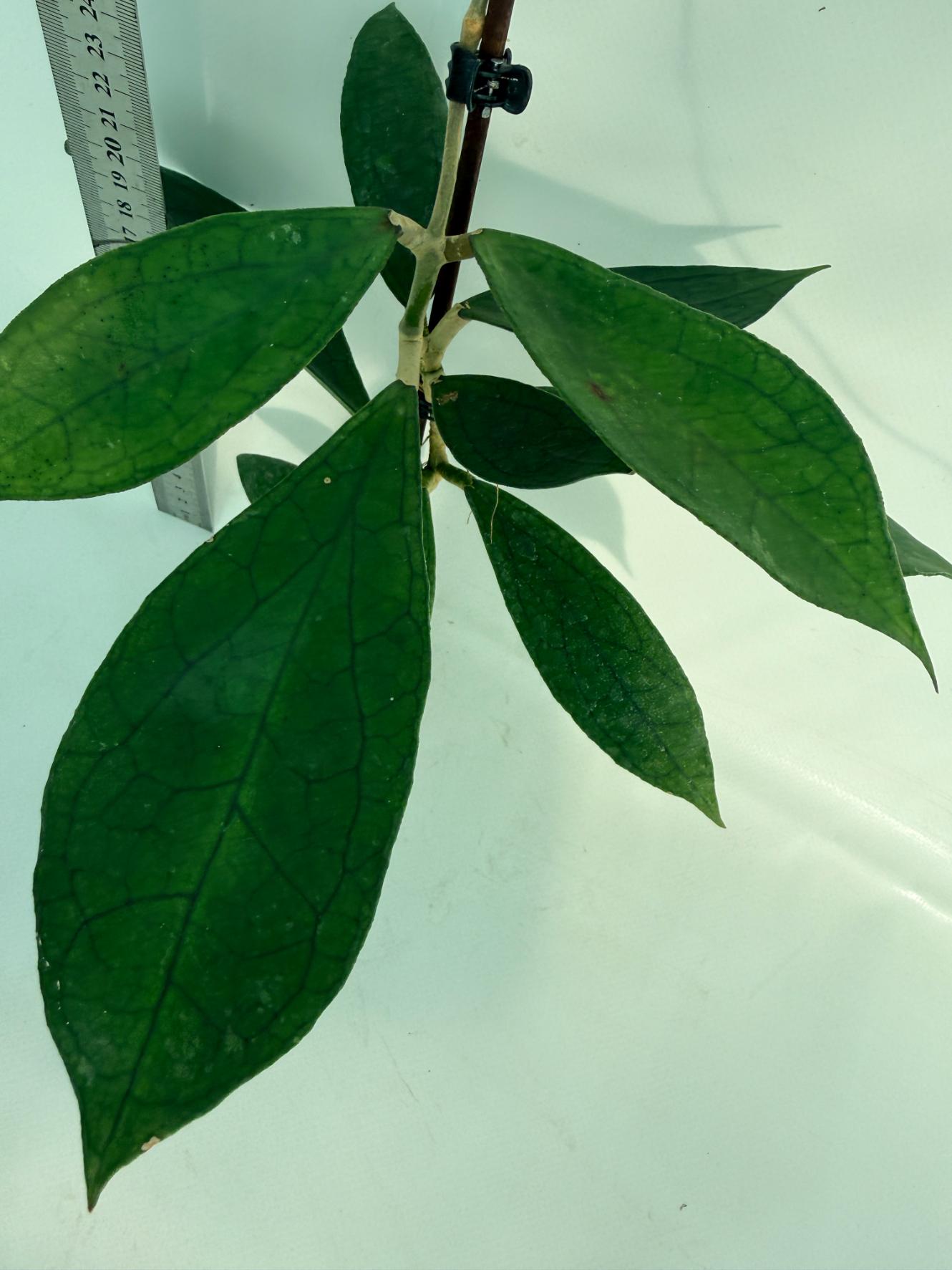Hoya_cv._Jennifer_26.06.11.08_3 5