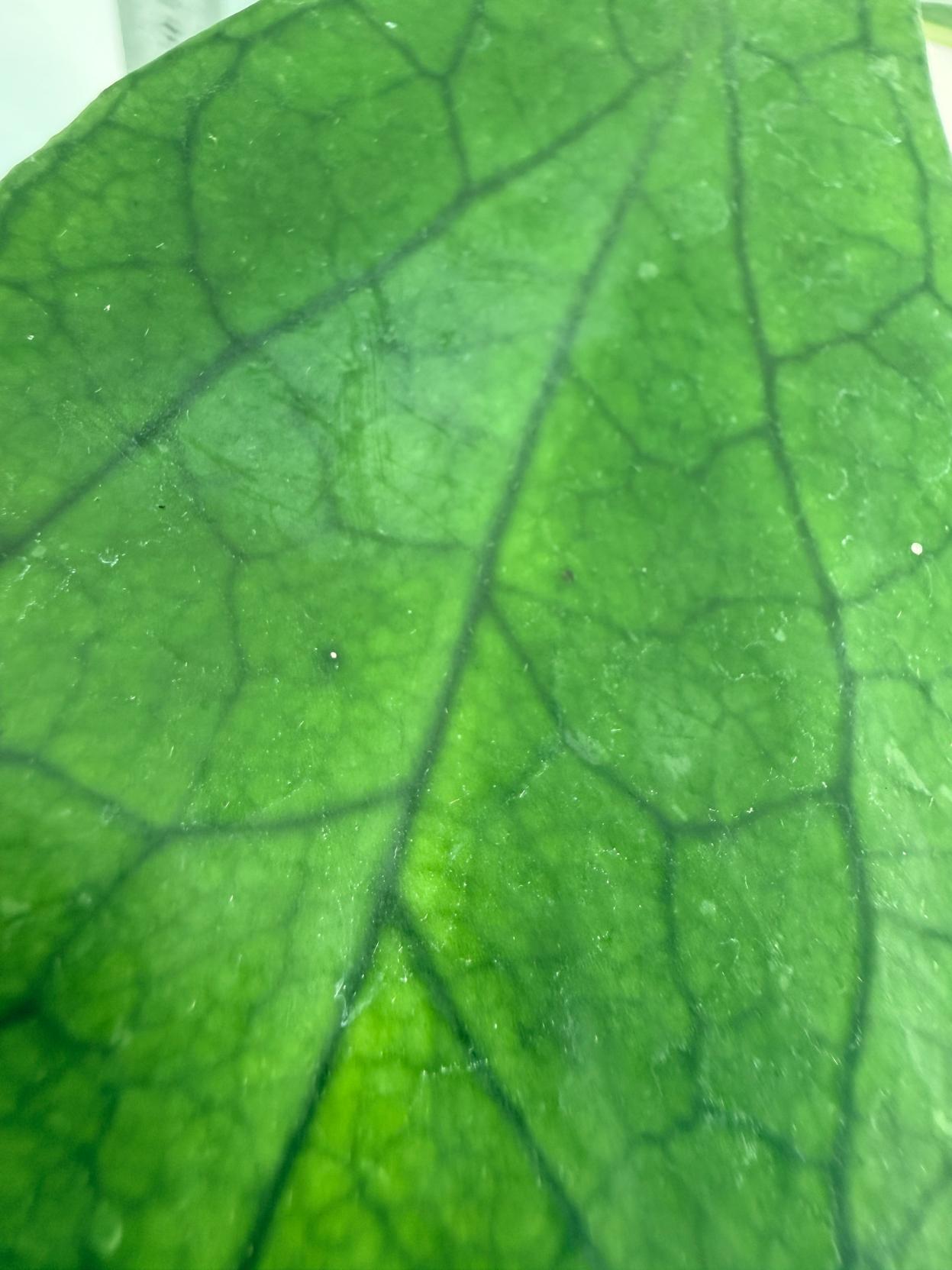 Hoya_cv._Jennifer_26.06.11.08_3 6