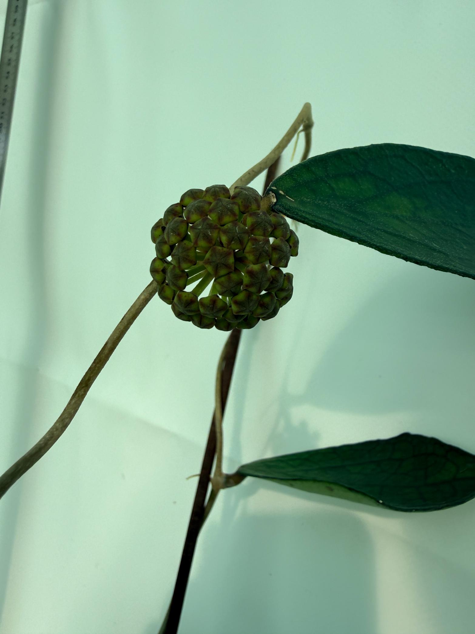 Hoya_cv._Jennifer_26.06.11.08_3 8